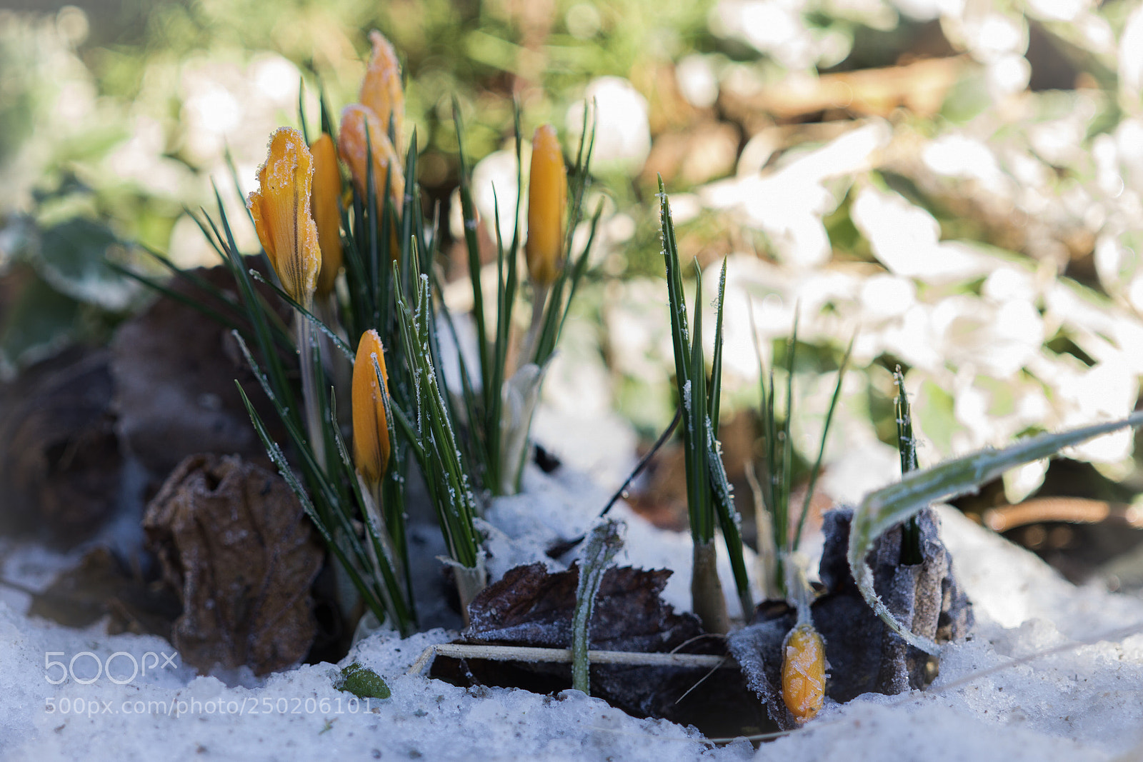 Sony a6000 sample photo. Springtime against wintertime photography