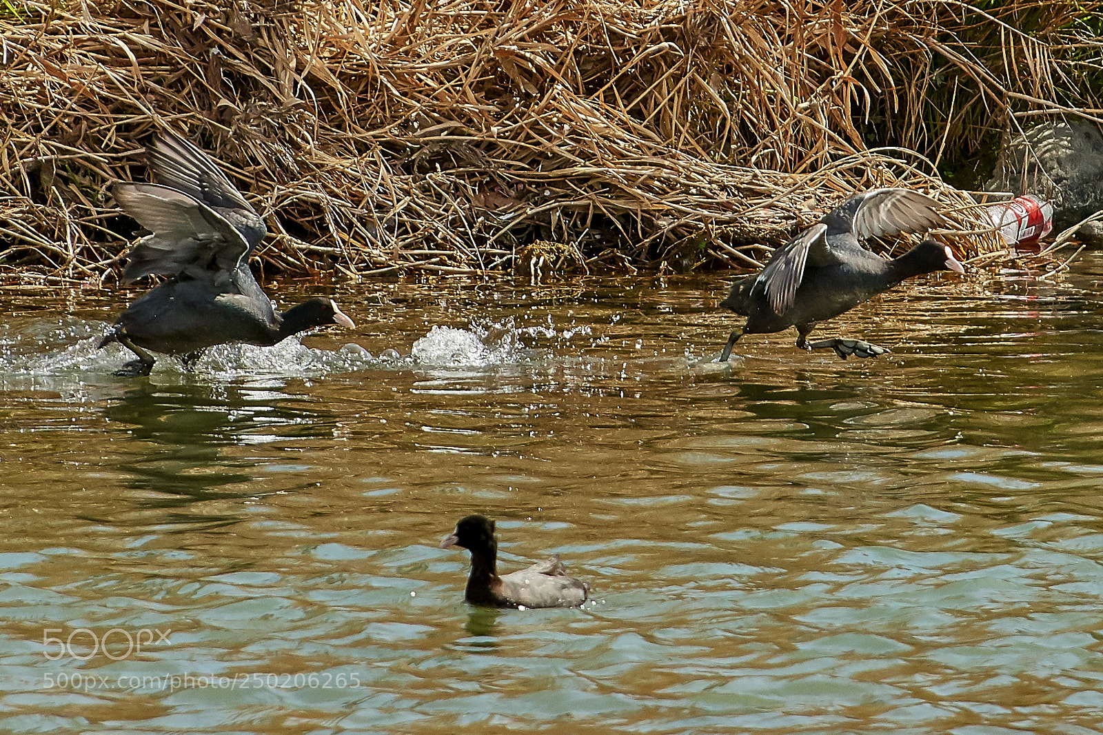 Nikon D500 sample photo. Race on the water photography