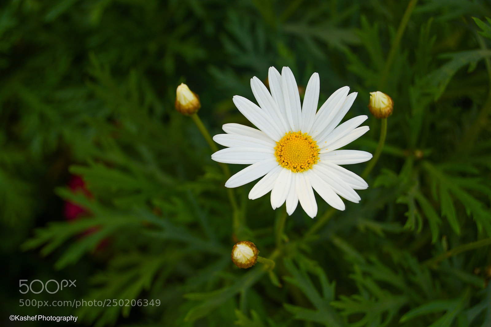 Nikon D5200 sample photo. Untitled photography