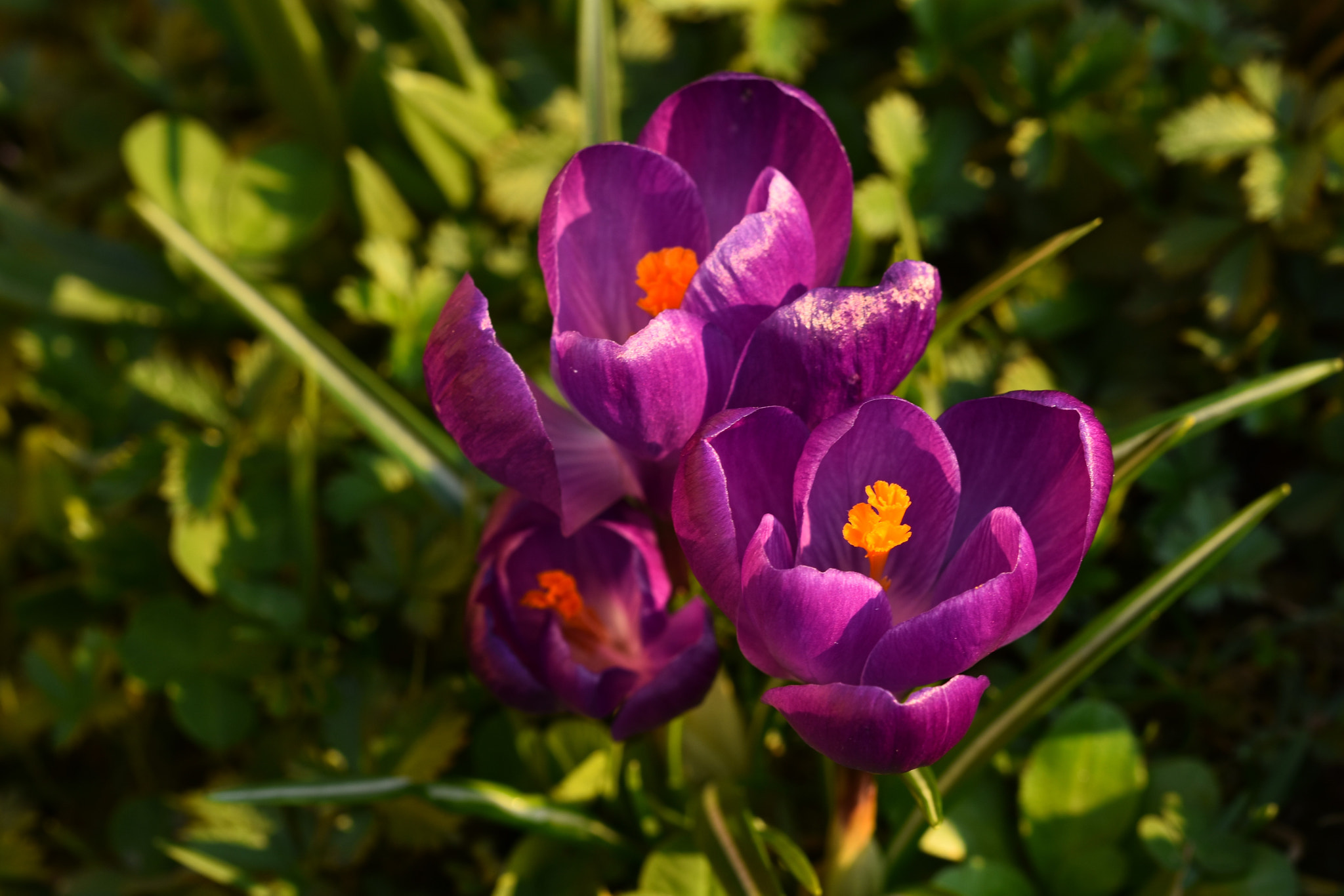 Nikon D7200 + Sigma 105mm F2.8 EX DG OS HSM sample photo. Spring in my garden photography