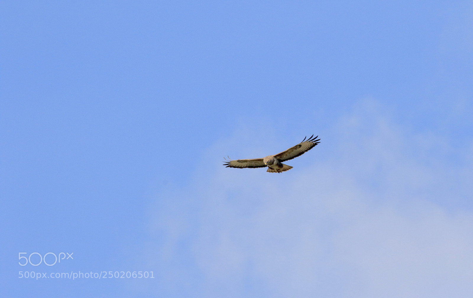 Canon EOS 7D Mark II sample photo. Buzzard 
just cruising photography