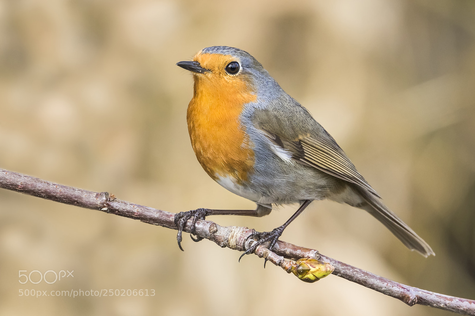 Canon EOS 7D Mark II sample photo. ..robin.. photography