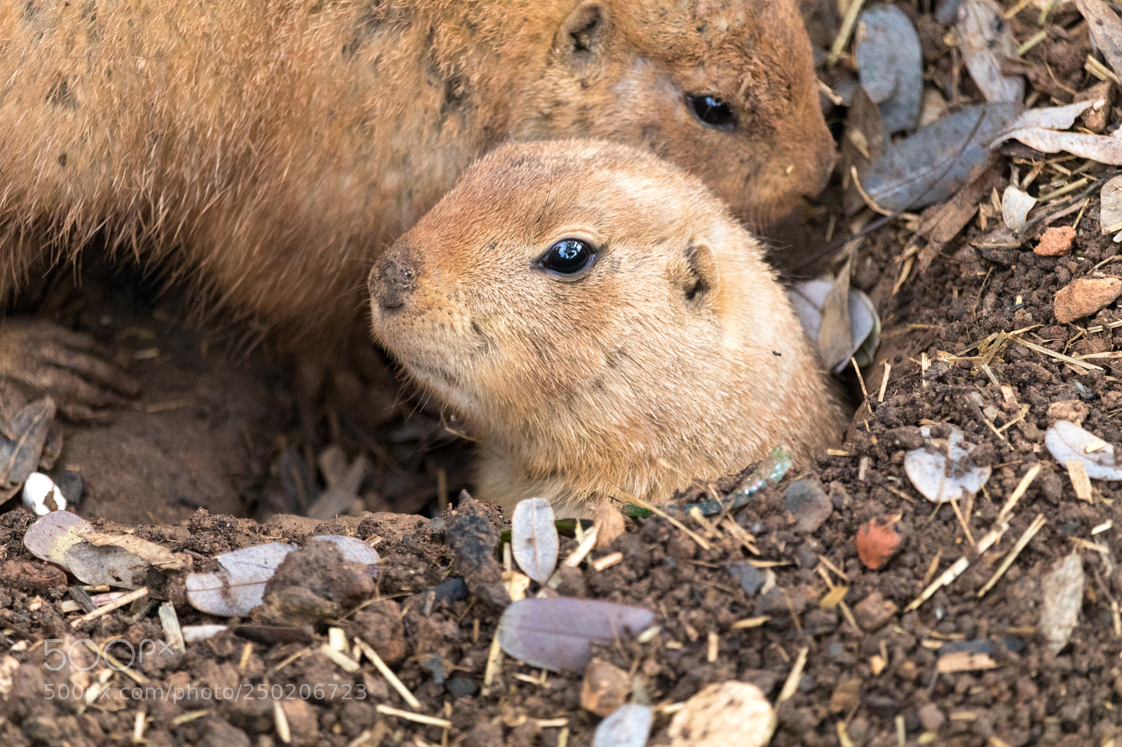 Canon EOS 80D sample photo. Prairie dogs photography