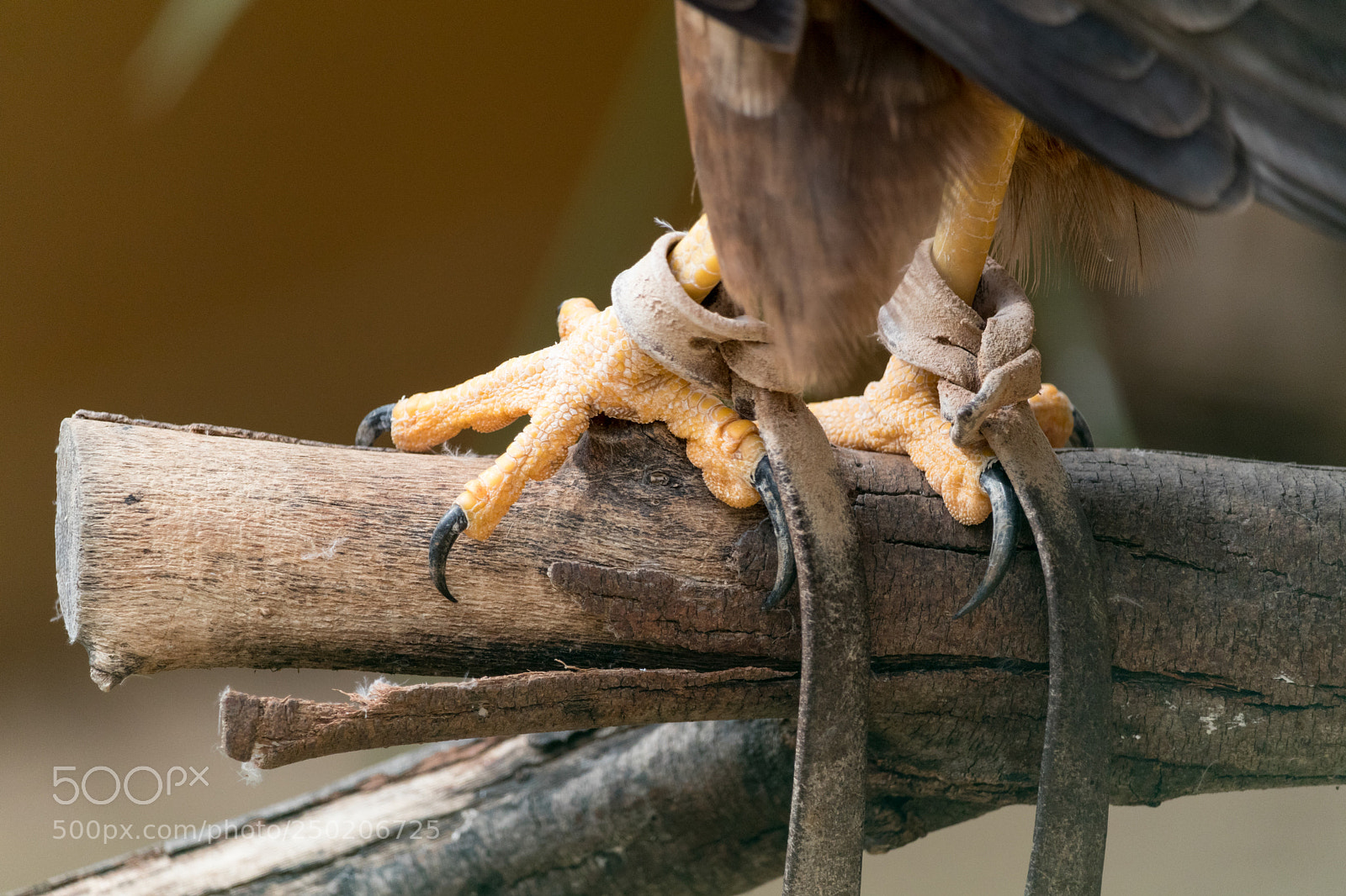 Canon EOS 80D sample photo. Claws photography