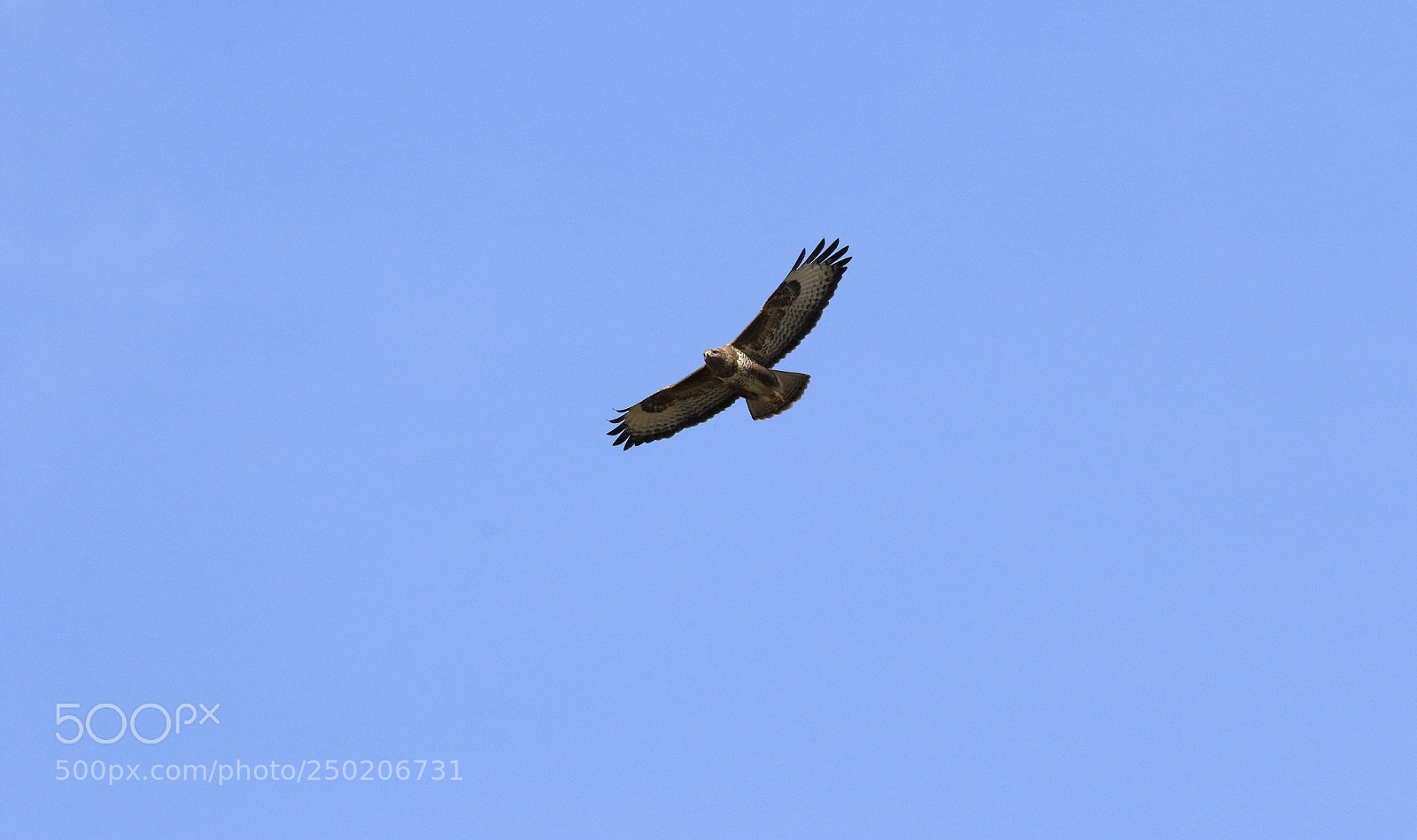 Canon EOS 7D Mark II sample photo. Buzzard hunting outside my photography