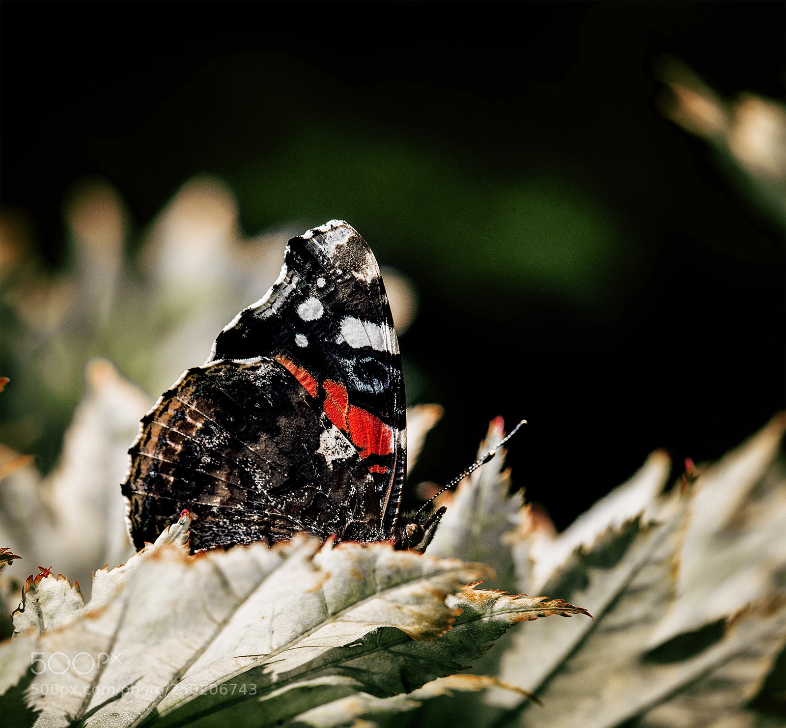 Nikon D810 sample photo. * photography