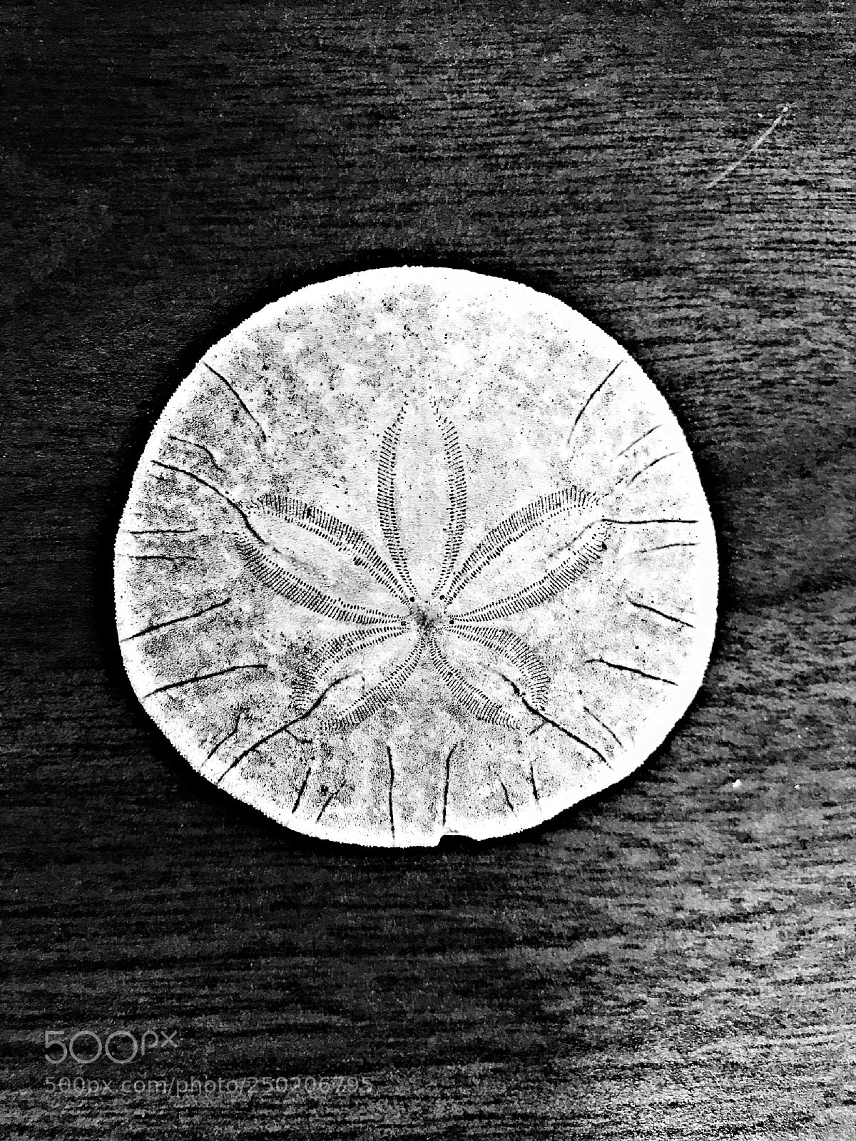 Apple iPhone 7 sample photo. Dollar flower photography