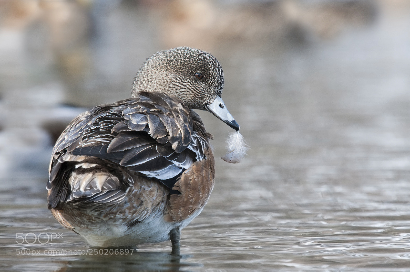 Nikon D300S sample photo. Canard d'ame rique american photography