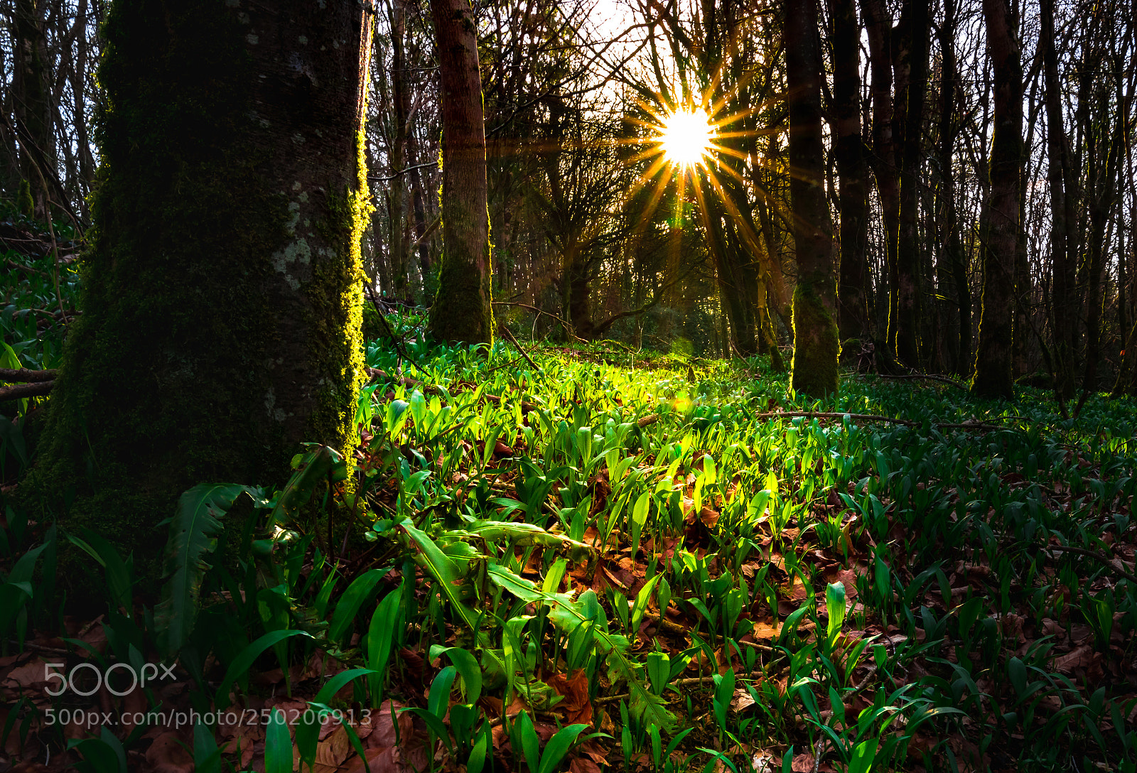 Nikon D810 sample photo. Life source photography