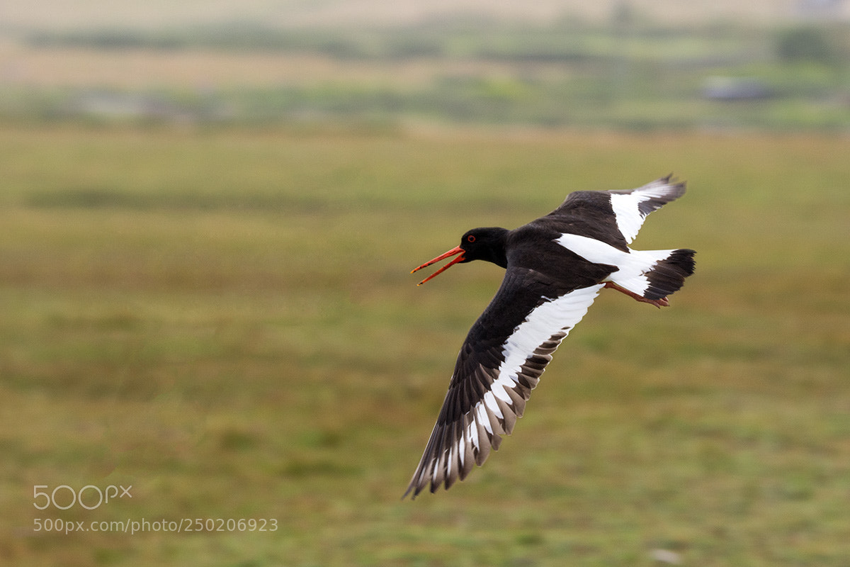 Nikon D7200 sample photo. Flying oyster catcher photography