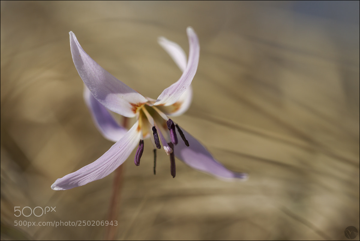 Canon EOS 50D sample photo. Disperso tra le sterpaglie photography