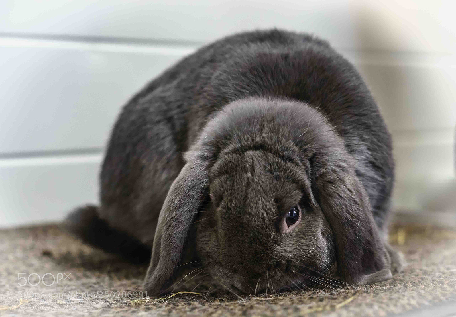 Sony a7 II sample photo. Little rabbit photography