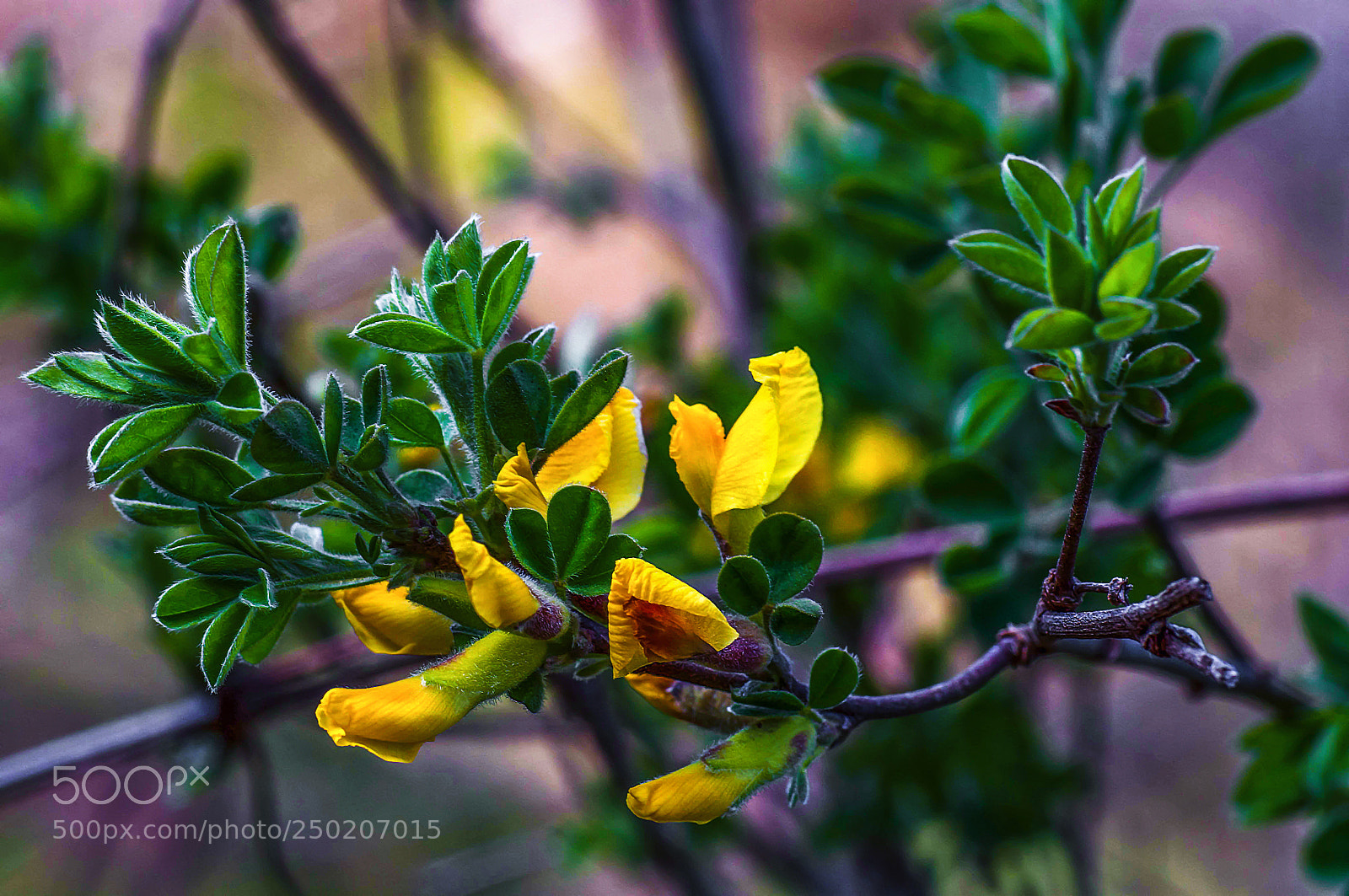 Nikon D90 sample photo. Spring photography