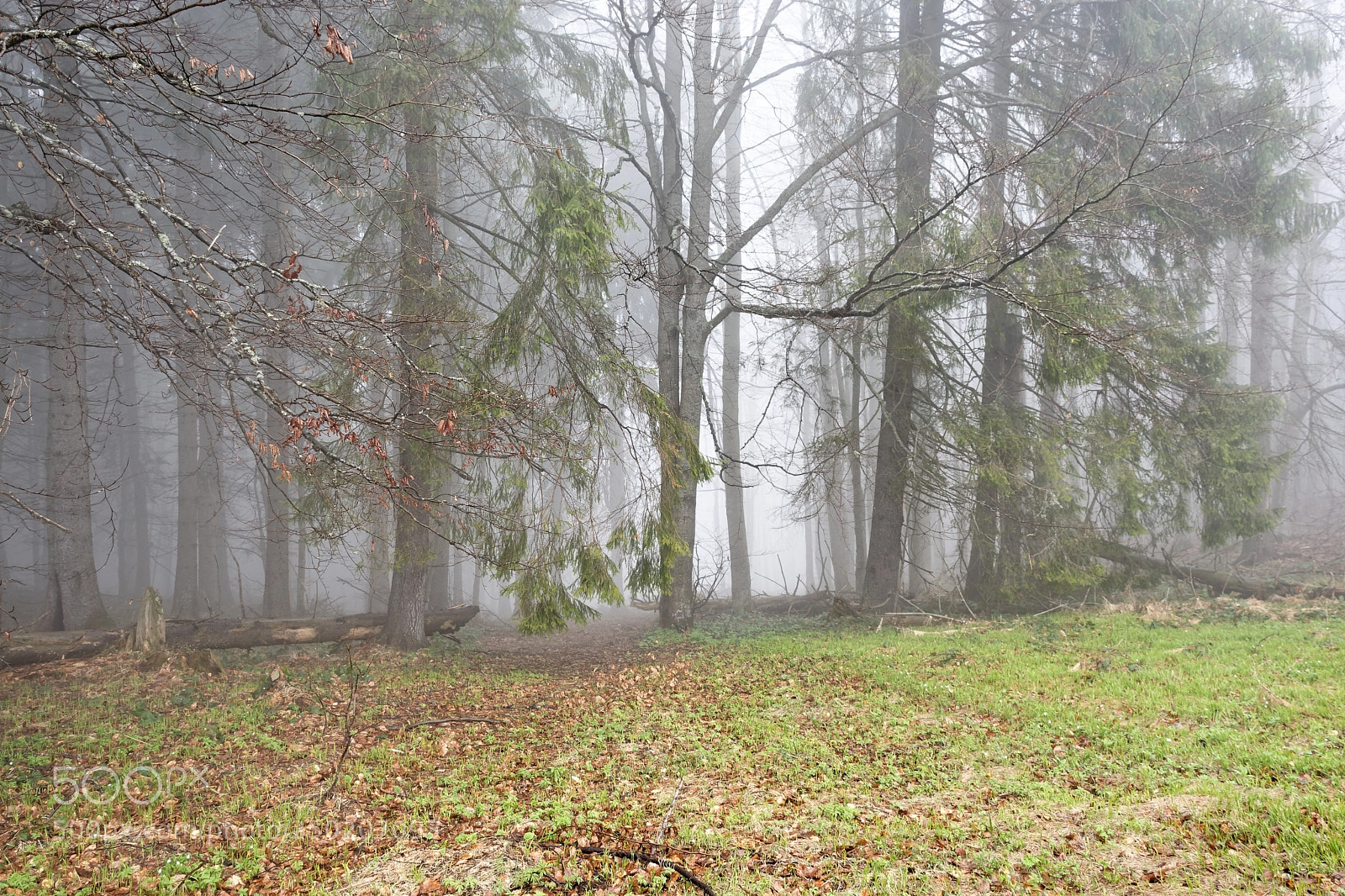 Nikon D7200 sample photo. Forest #3 photography