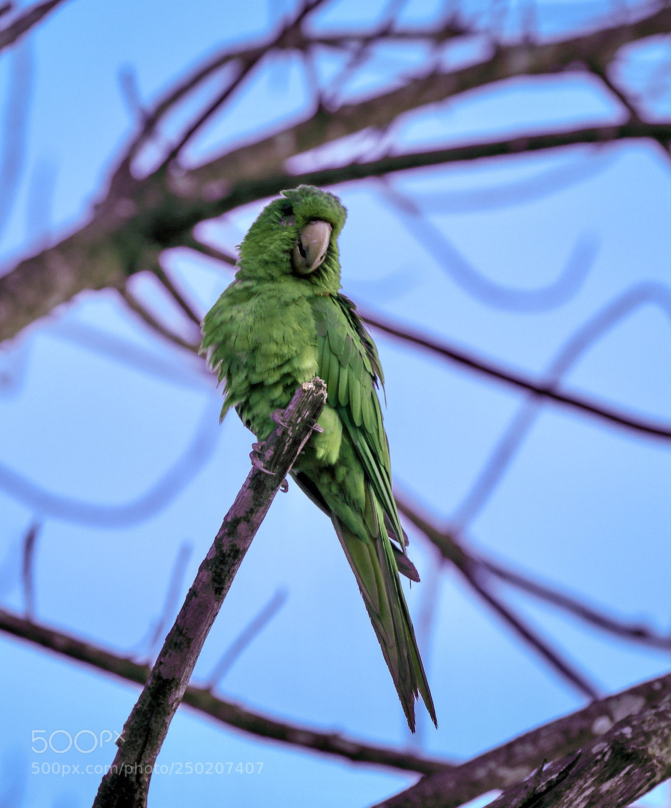 Canon EOS 5D Mark IV sample photo. Nature vibes | birds
 photography