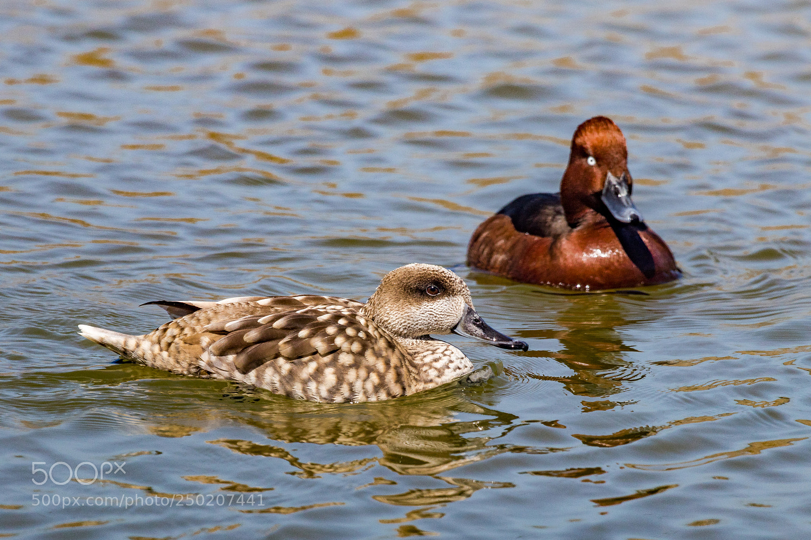 Canon EOS 80D sample photo. Ferruginous duck - marbled photography