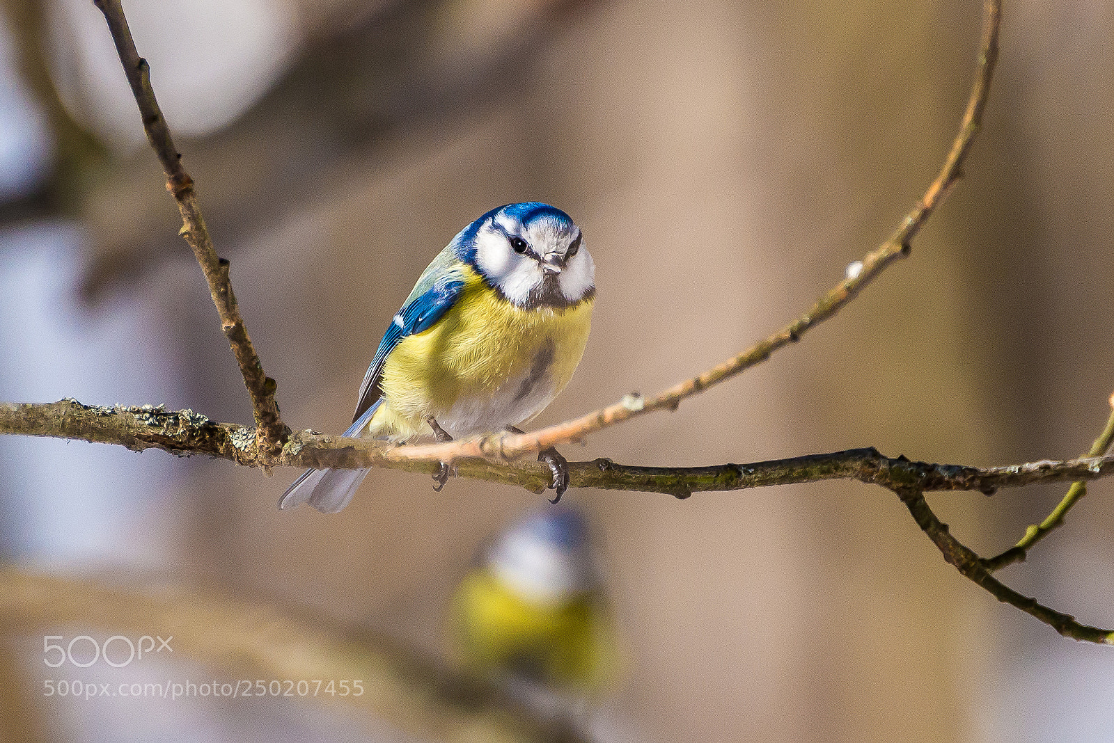 Nikon D610 sample photo. Spring blue tit photography