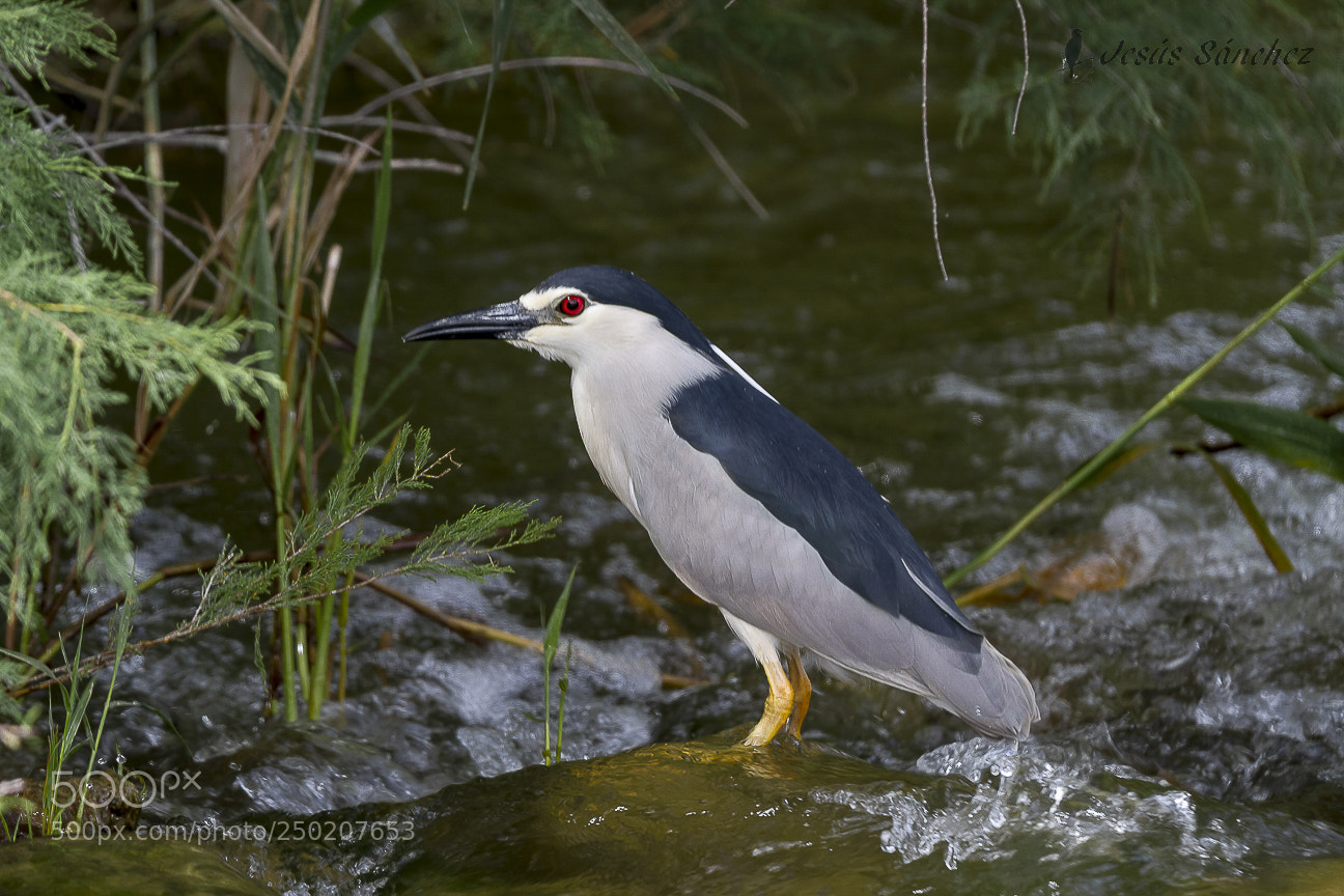 Canon EOS 7D sample photo. Martinete com n nycticorax photography