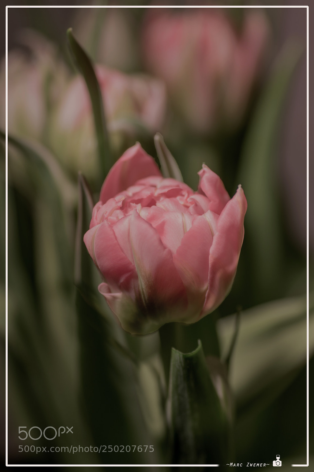 Sony ILCA-77M2 sample photo. Pink lady photography