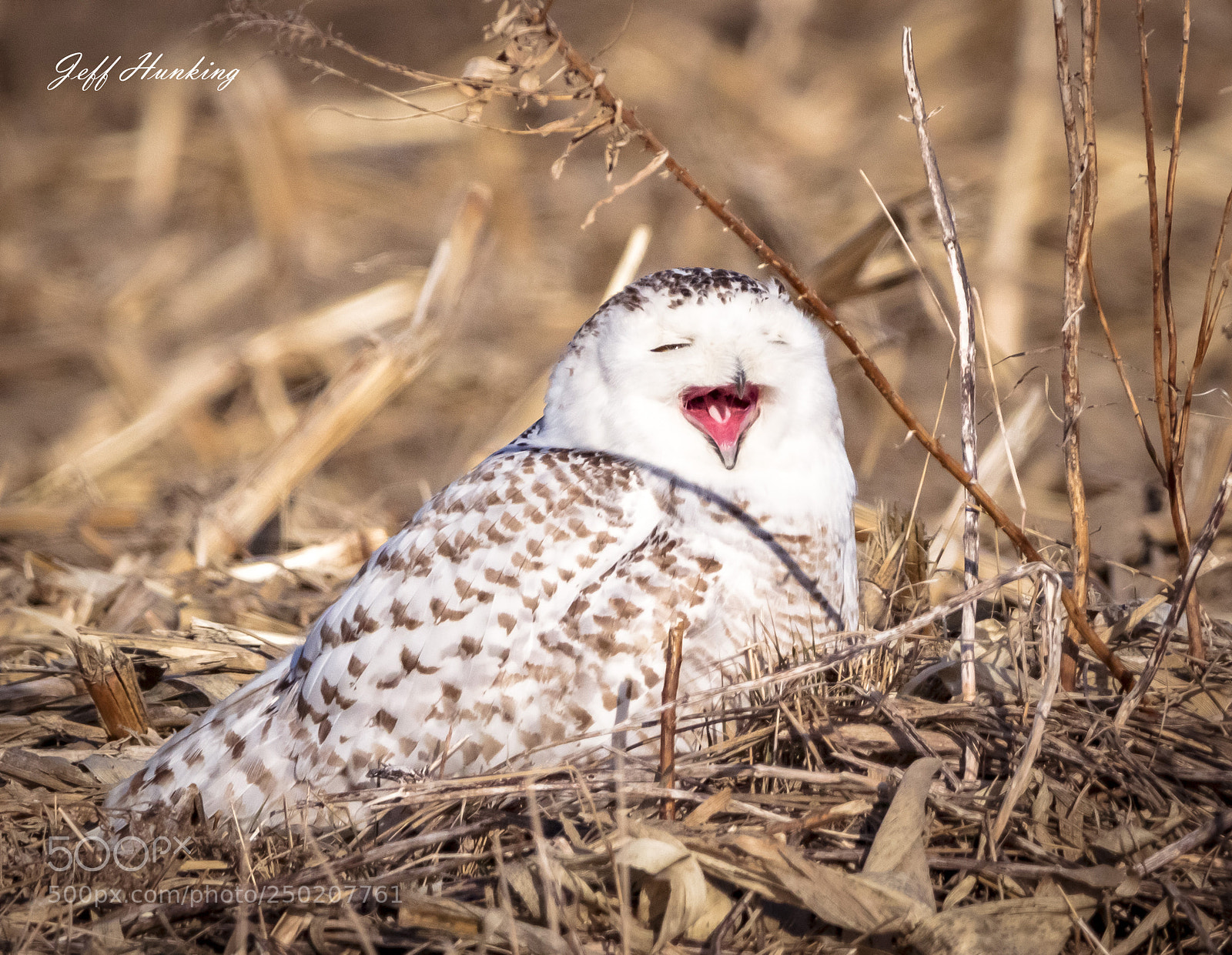 Canon EOS 7D Mark II sample photo. Sleepy snowy. photography