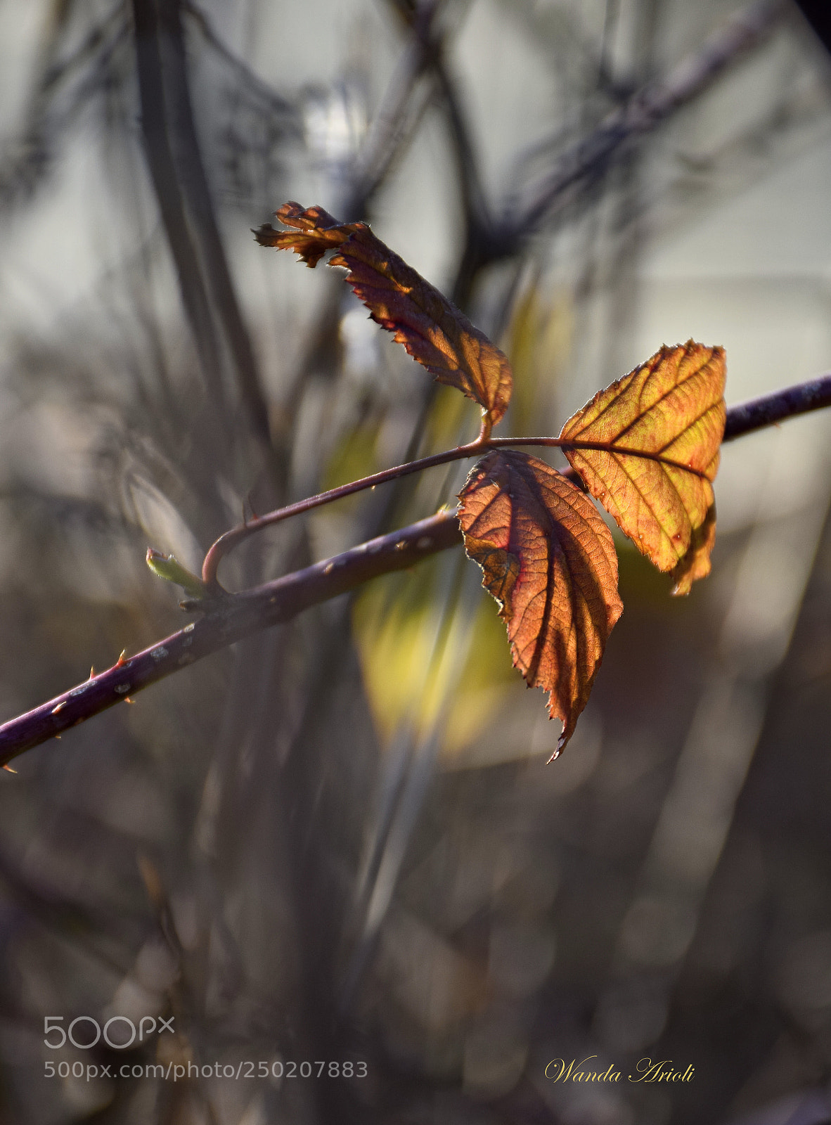Nikon D5300 sample photo. Untitled photography