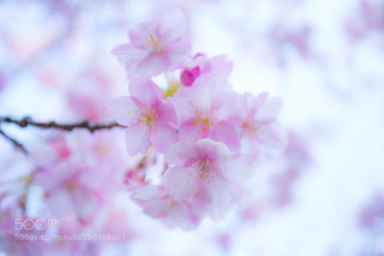 Sony a7 II sample photo. Dsc photography