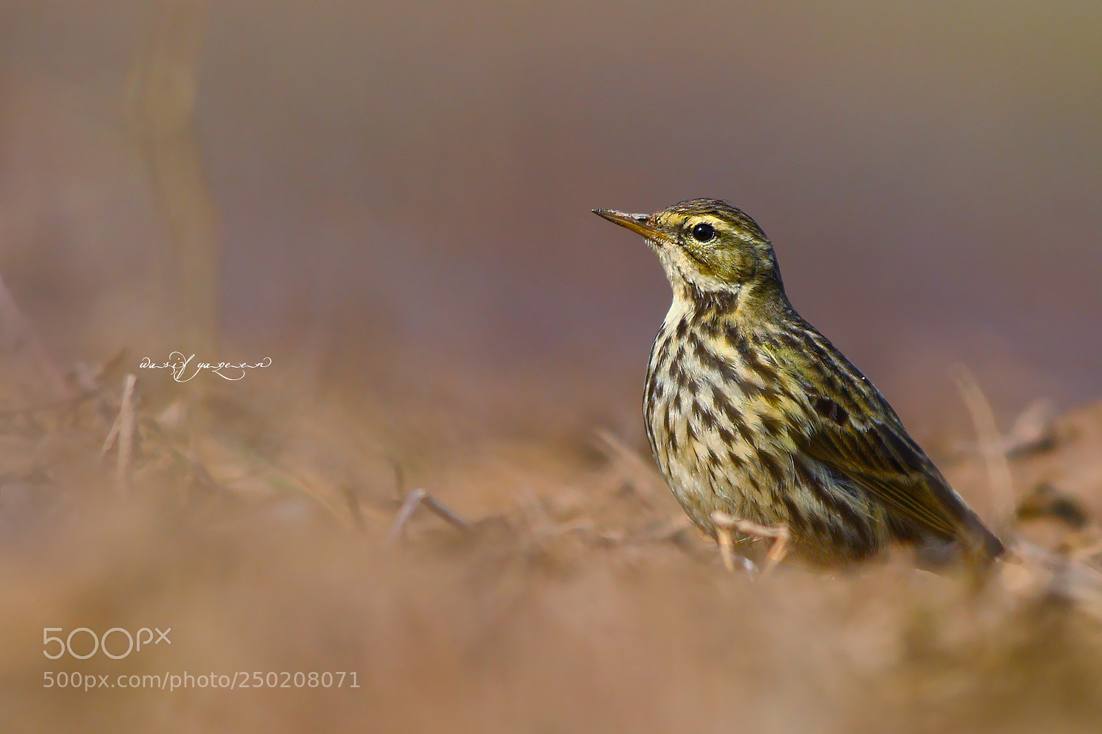 Canon EOS-1D Mark IV sample photo. Rosy pipit photography