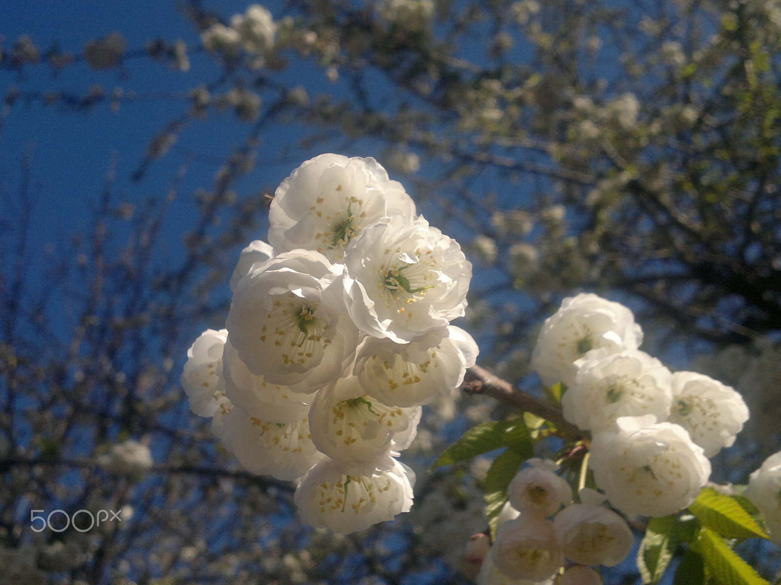 Nokia N8-00 sample photo. Flower photography