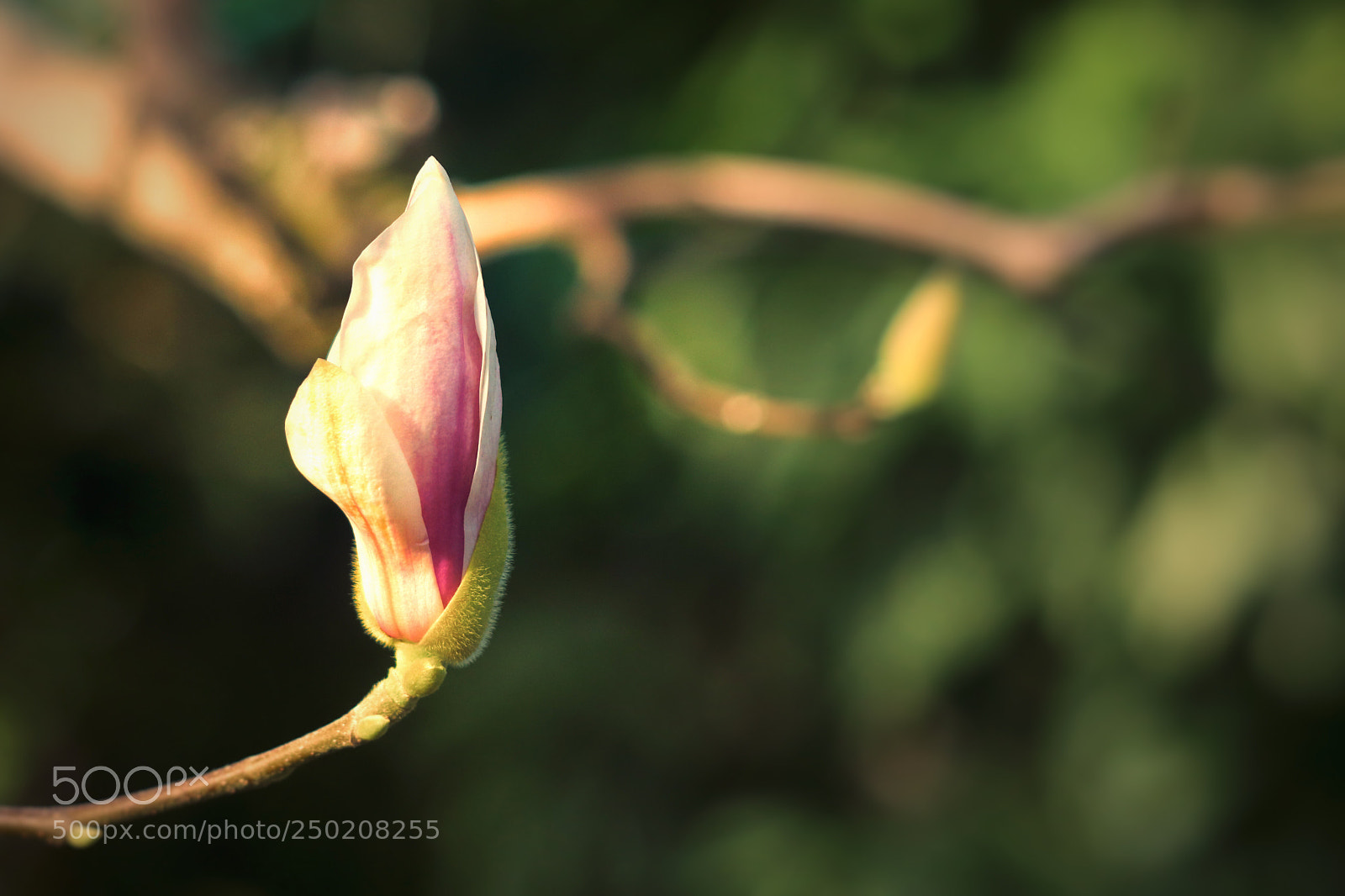 Canon EOS 800D (EOS Rebel T7i / EOS Kiss X9i) sample photo. A spring bud.   photography