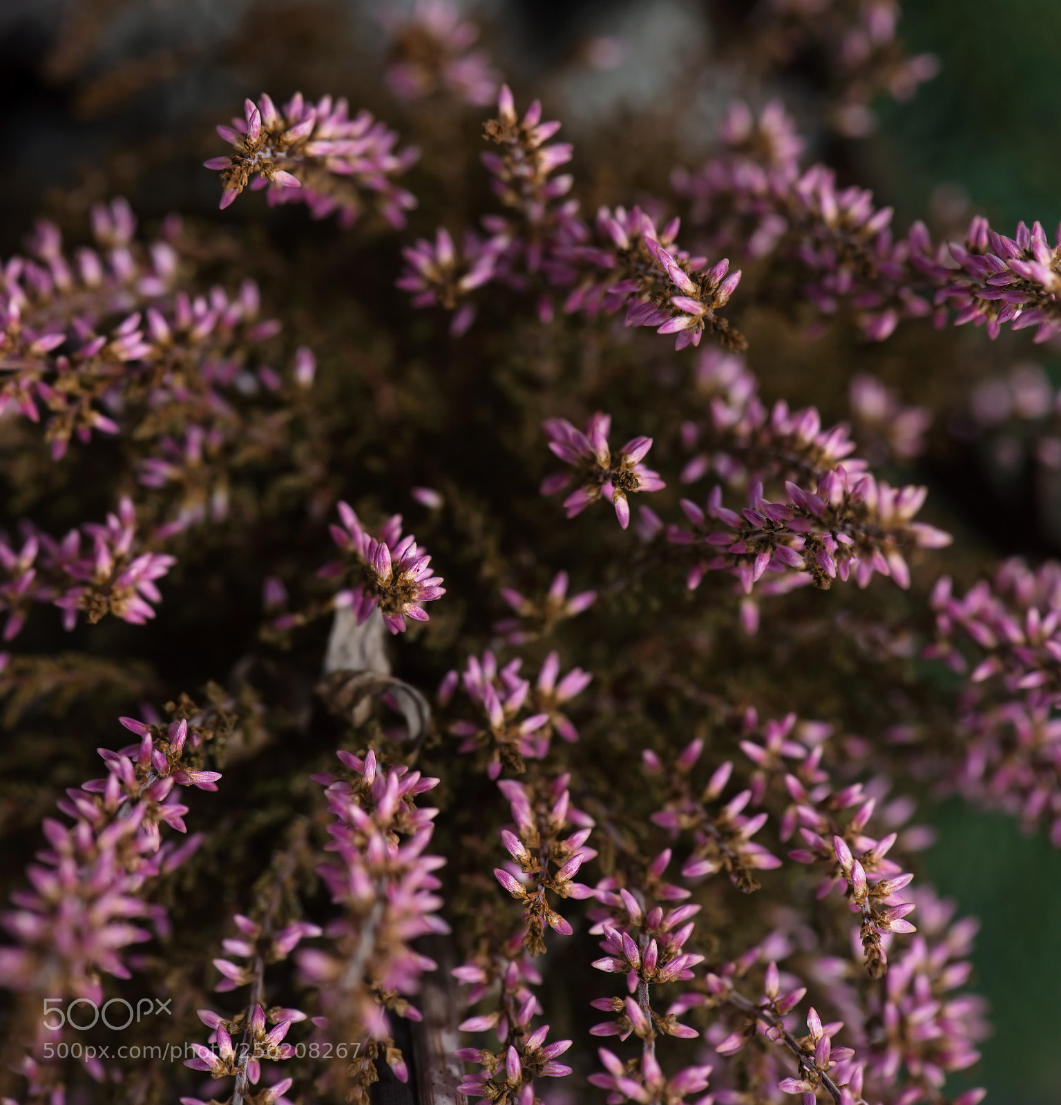 Nikon D800 sample photo. It is time to photography
