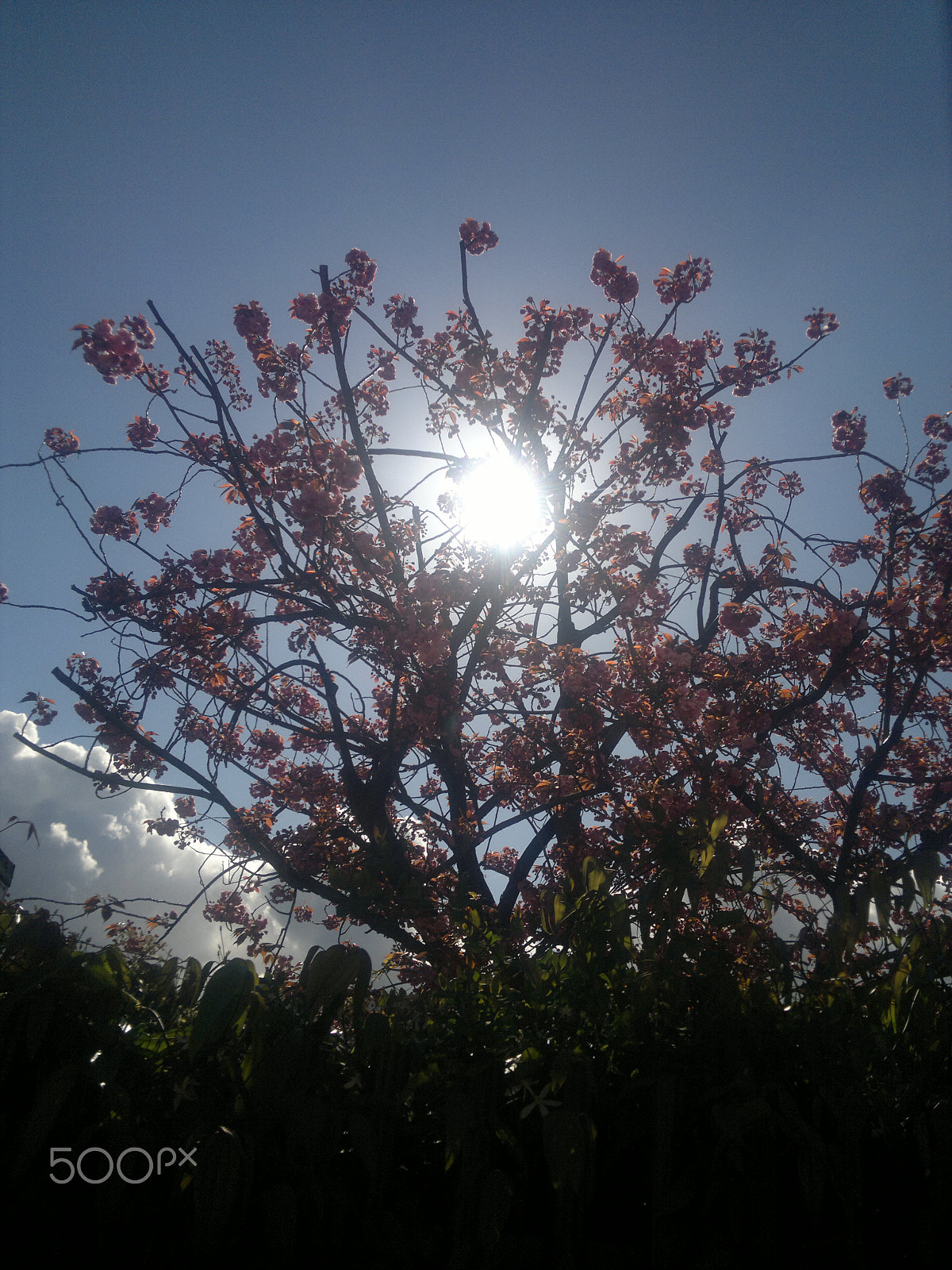 Nokia N8-00 sample photo. Spring sun through flower photography