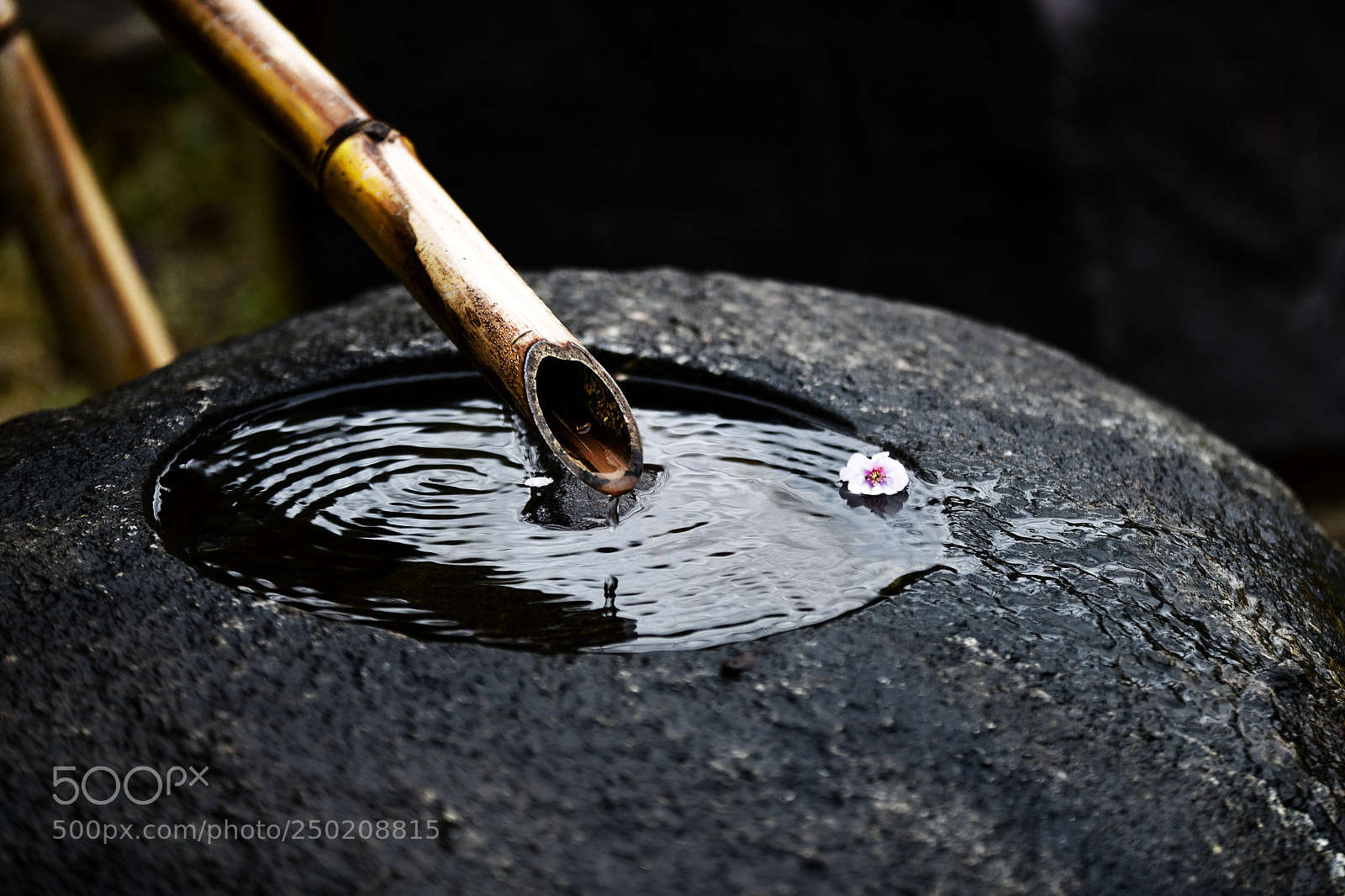 Nikon D850 sample photo. Spring silence photography