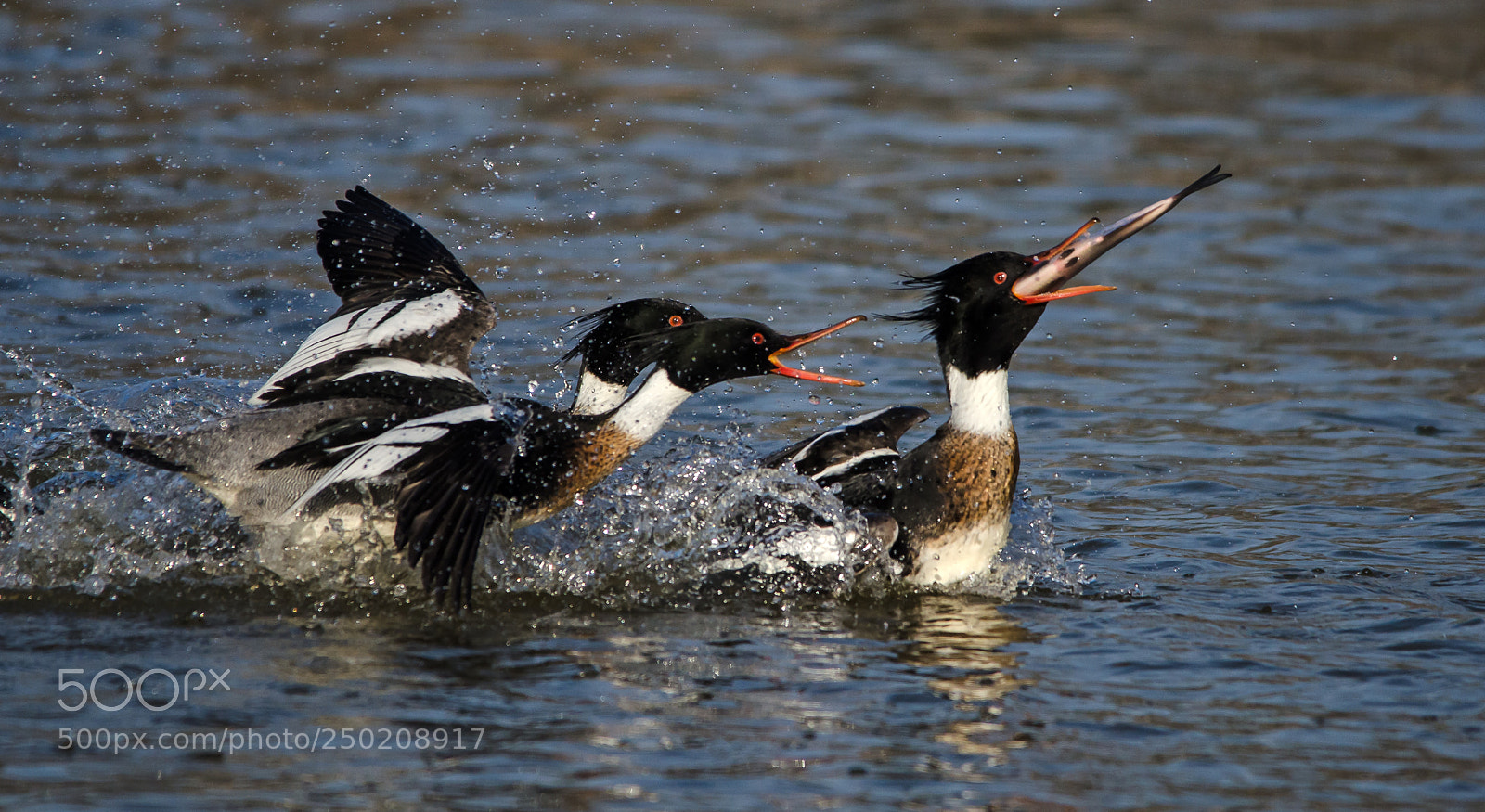 Nikon D7000 sample photo. Hot pursuit photography