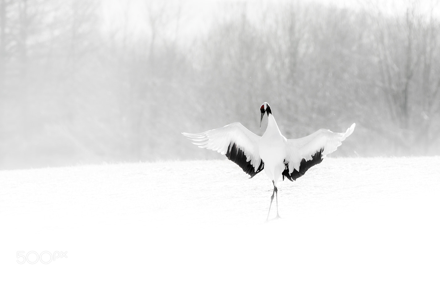 Canon EOS 5D Mark IV sample photo. Hokkaido photography