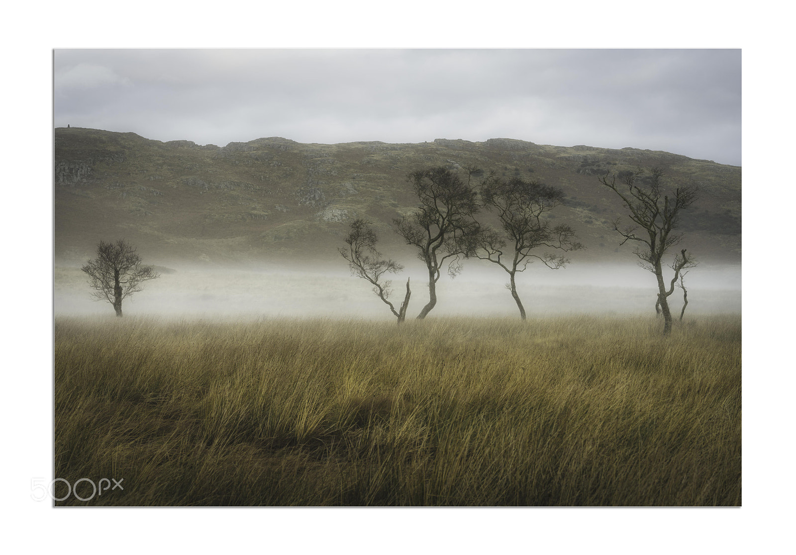 Sony a7 II sample photo. Misty trees on scottish photography