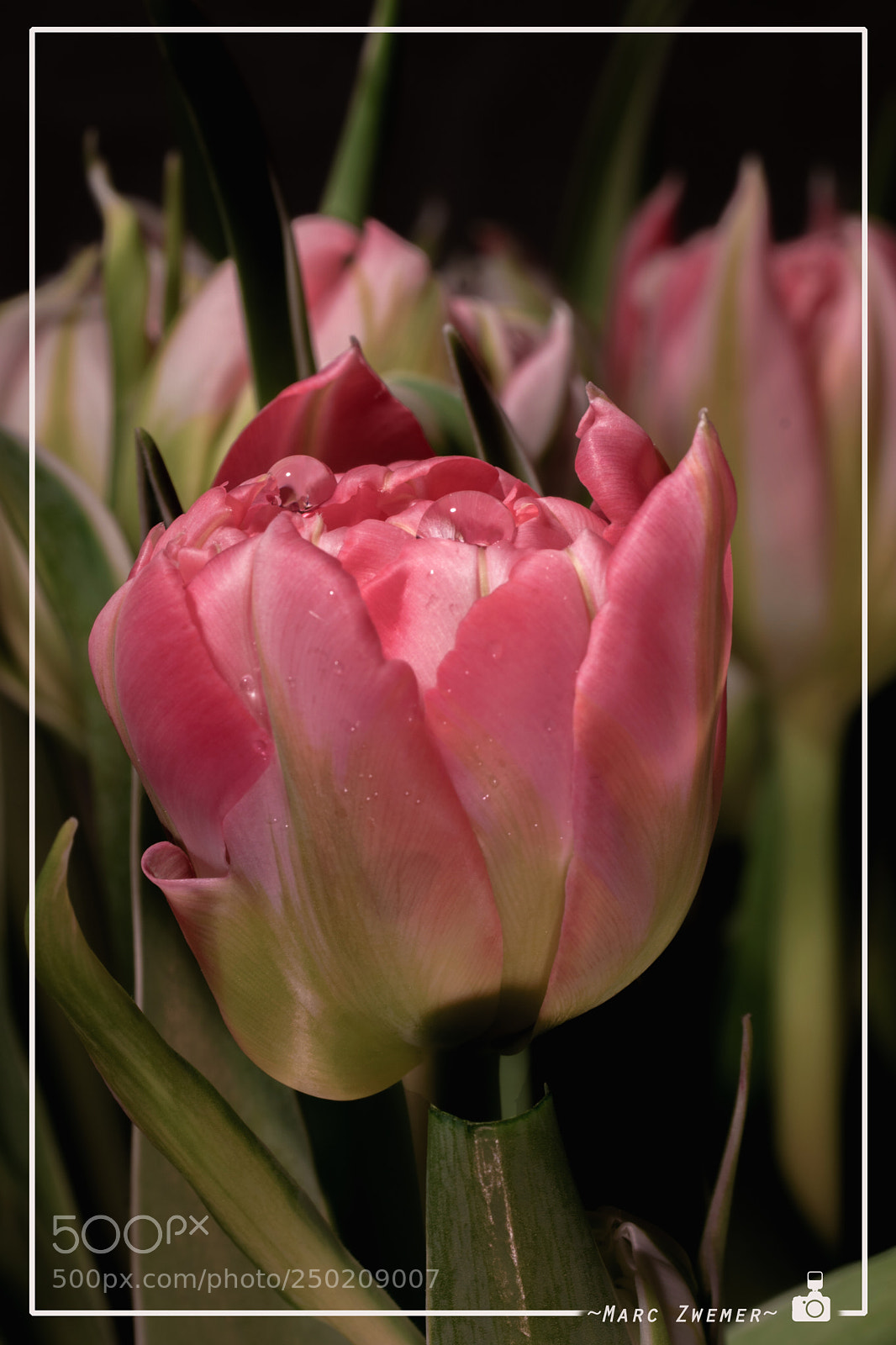 Sony ILCA-77M2 sample photo. Drops in a tulip photography