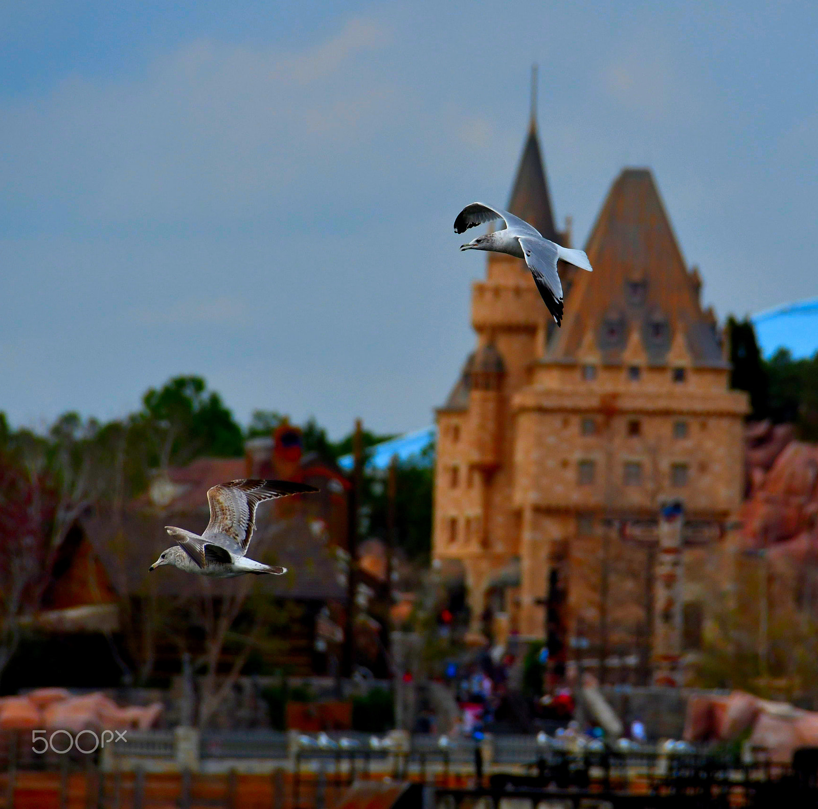 Nikon D500 sample photo. Flying legend photography