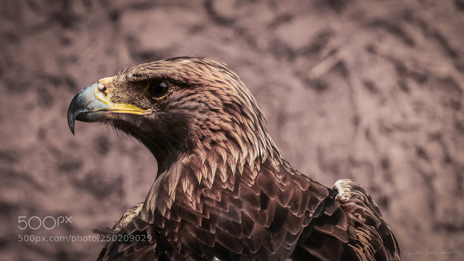 Sony Alpha a5000 (ILCE 5000) sample photo. Death stare photography