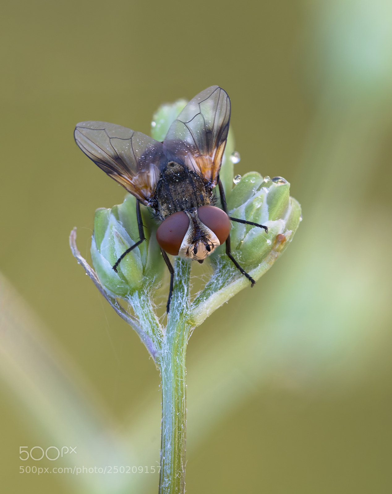Nikon D500 sample photo. Tachinidae photography