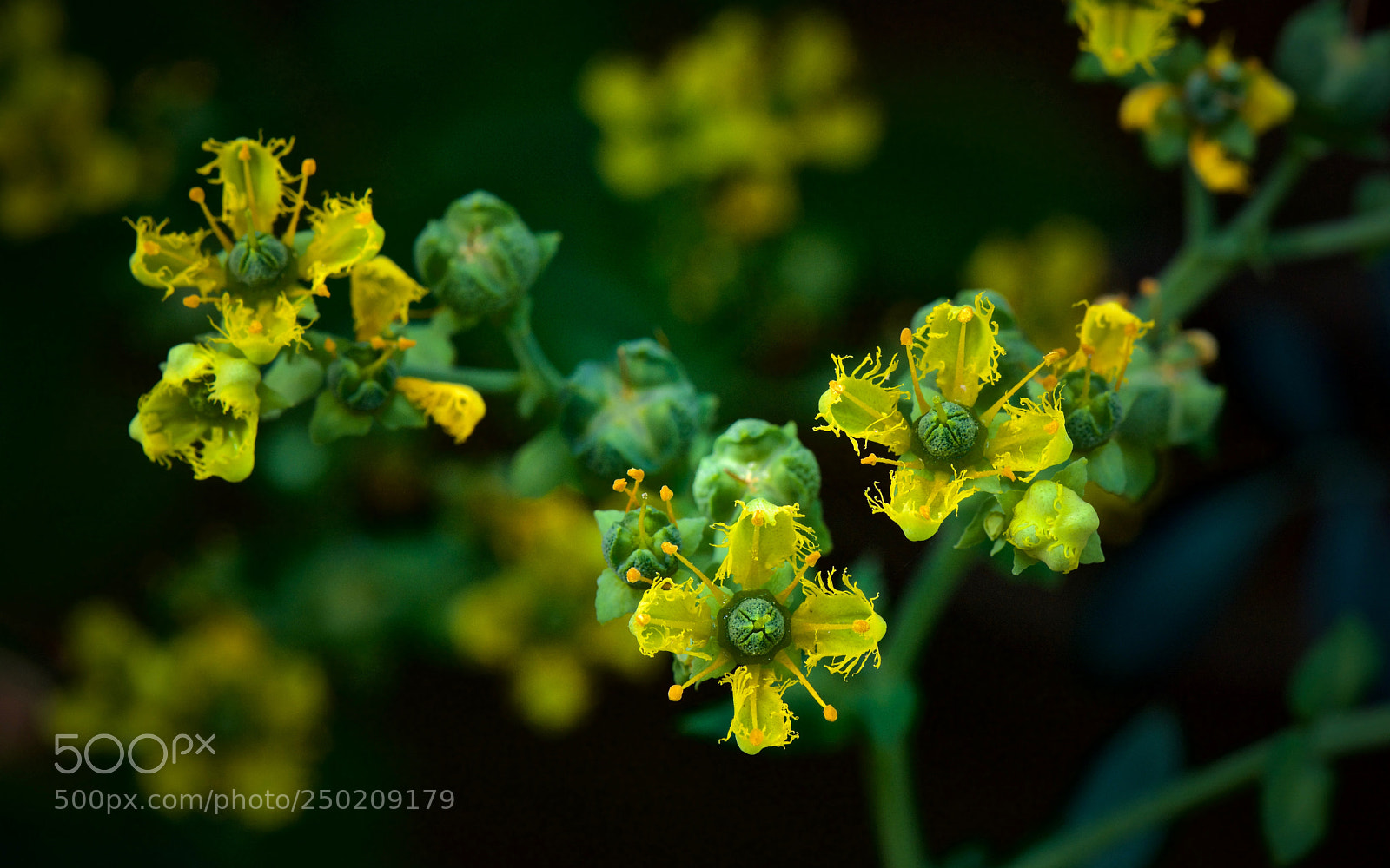 Nikon D7100 sample photo. "sacred plant" photography