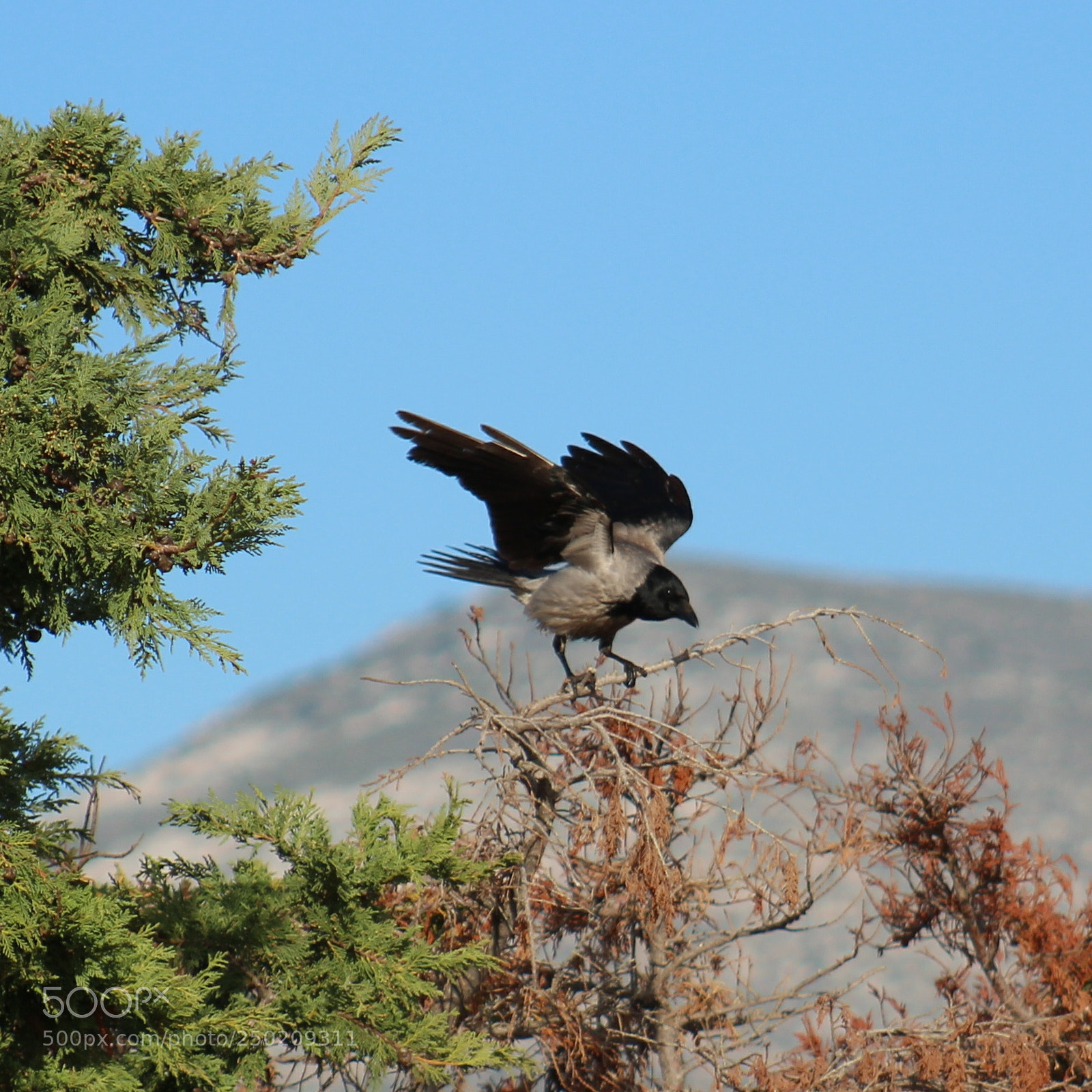 Canon EOS 1300D (EOS Rebel T6 / EOS Kiss X80) sample photo. Little bird photography