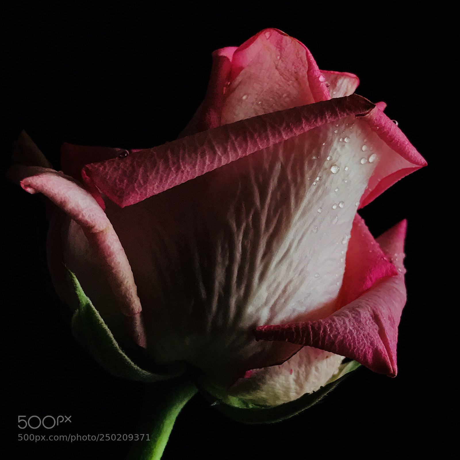 Apple iPhone 7 Plus sample photo. Blushing rose photography