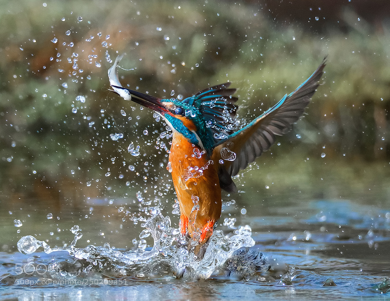 Canon EOS-1D X Mark II sample photo. Kingfisher splash iii  !!!! photography