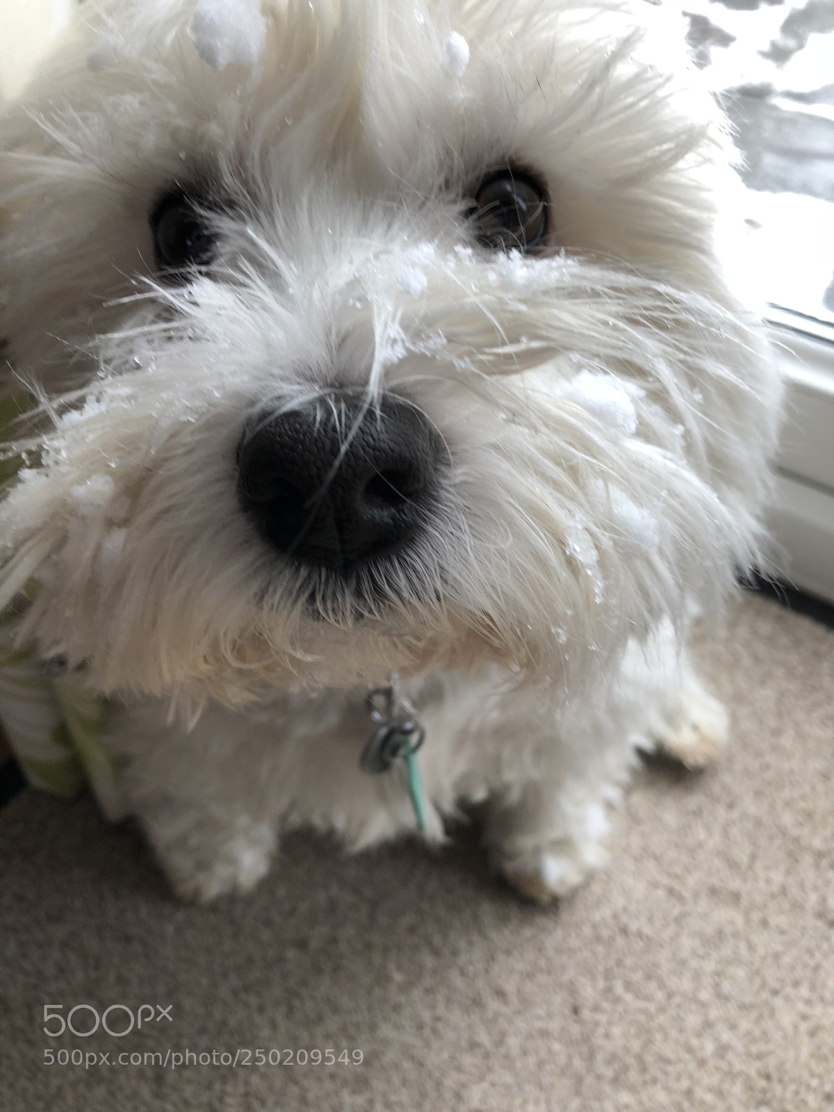 Apple iPhone X sample photo. Snowy nose photography