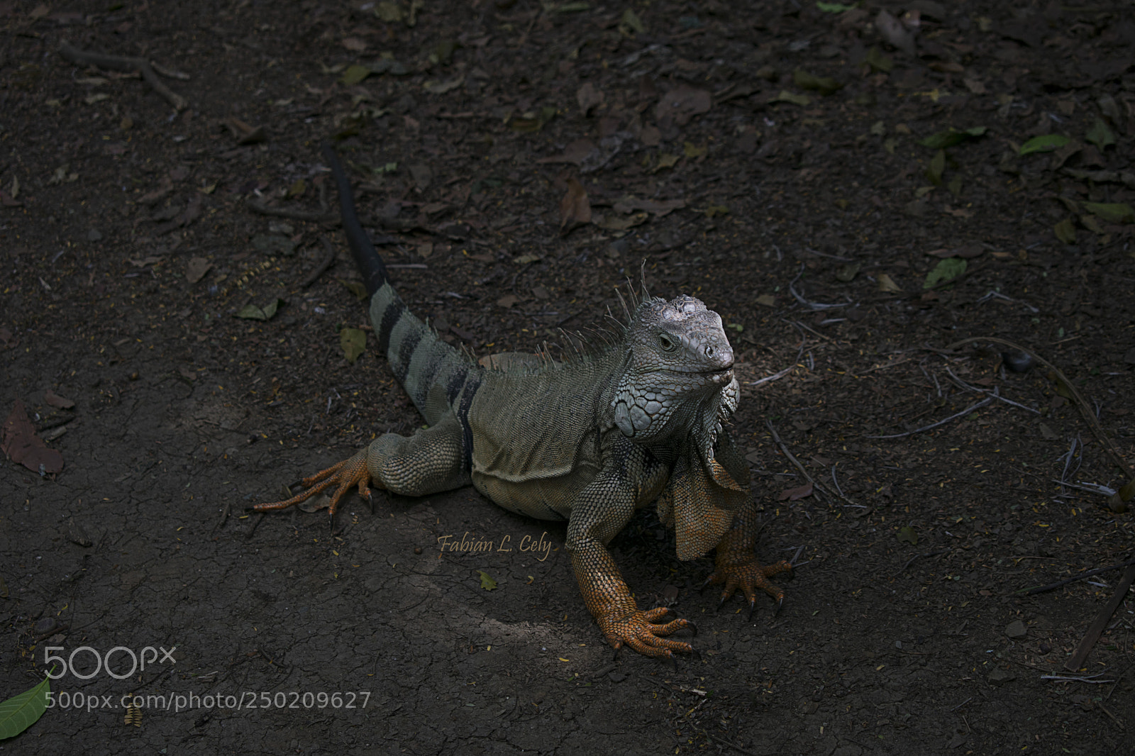 Nikon D3400 sample photo. Iguana photography