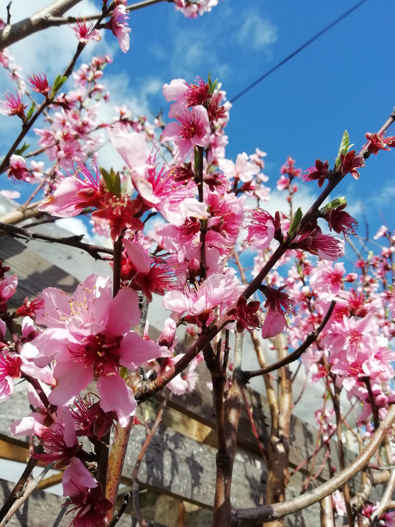 HUAWEI FIG-LX1 sample photo
