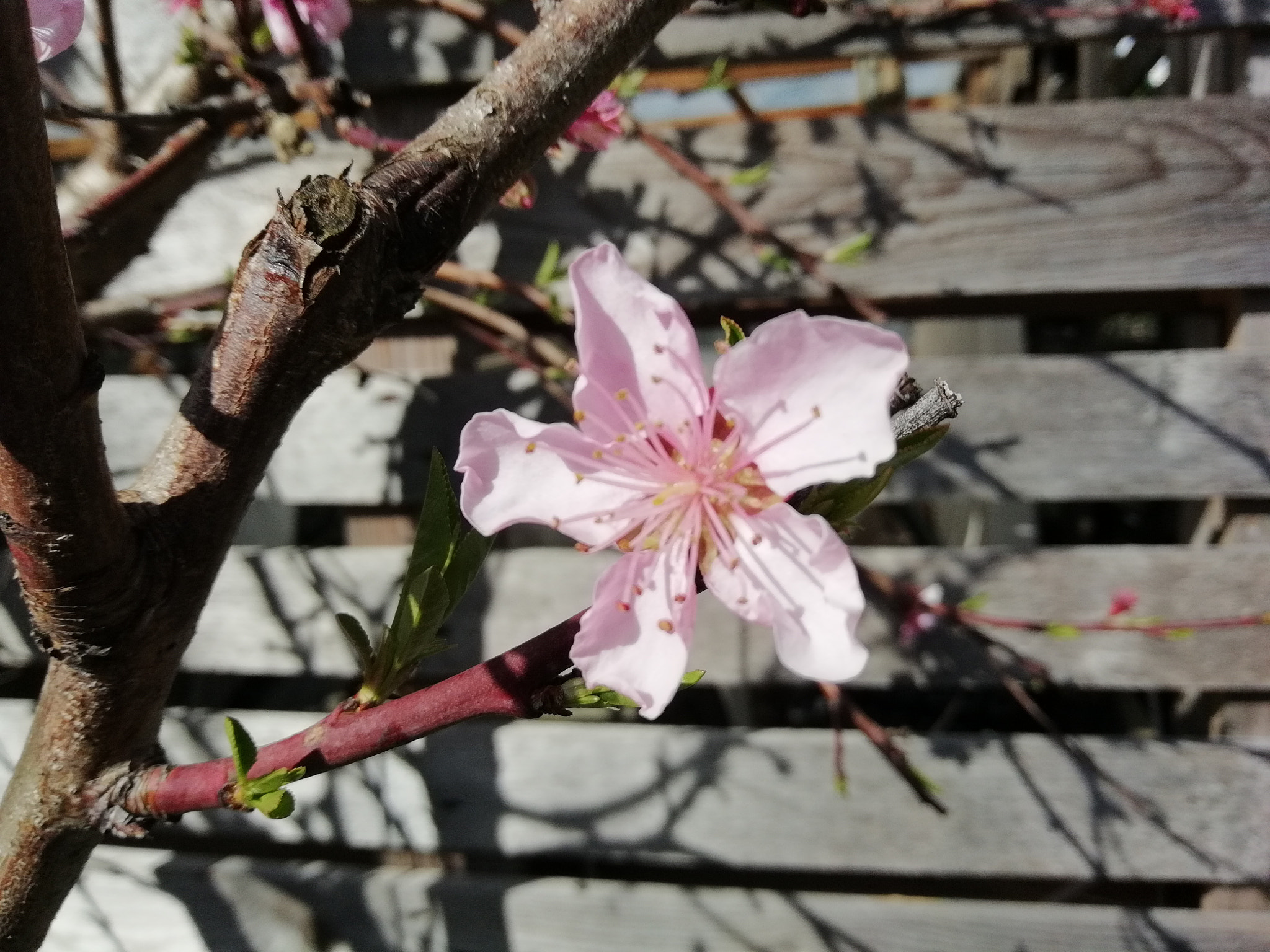HUAWEI FIG-LX1 sample photo