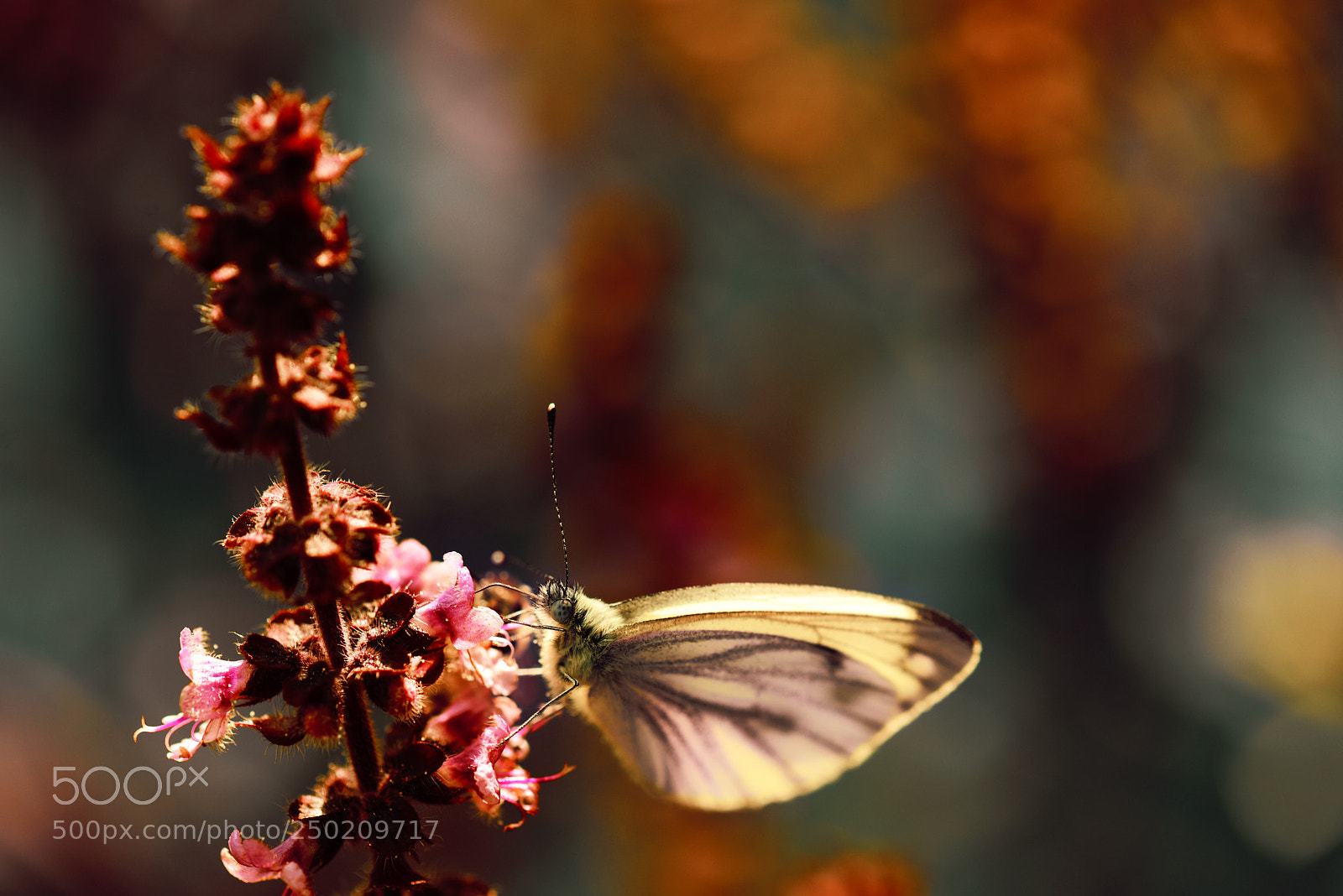 Nikon D810 sample photo. * photography