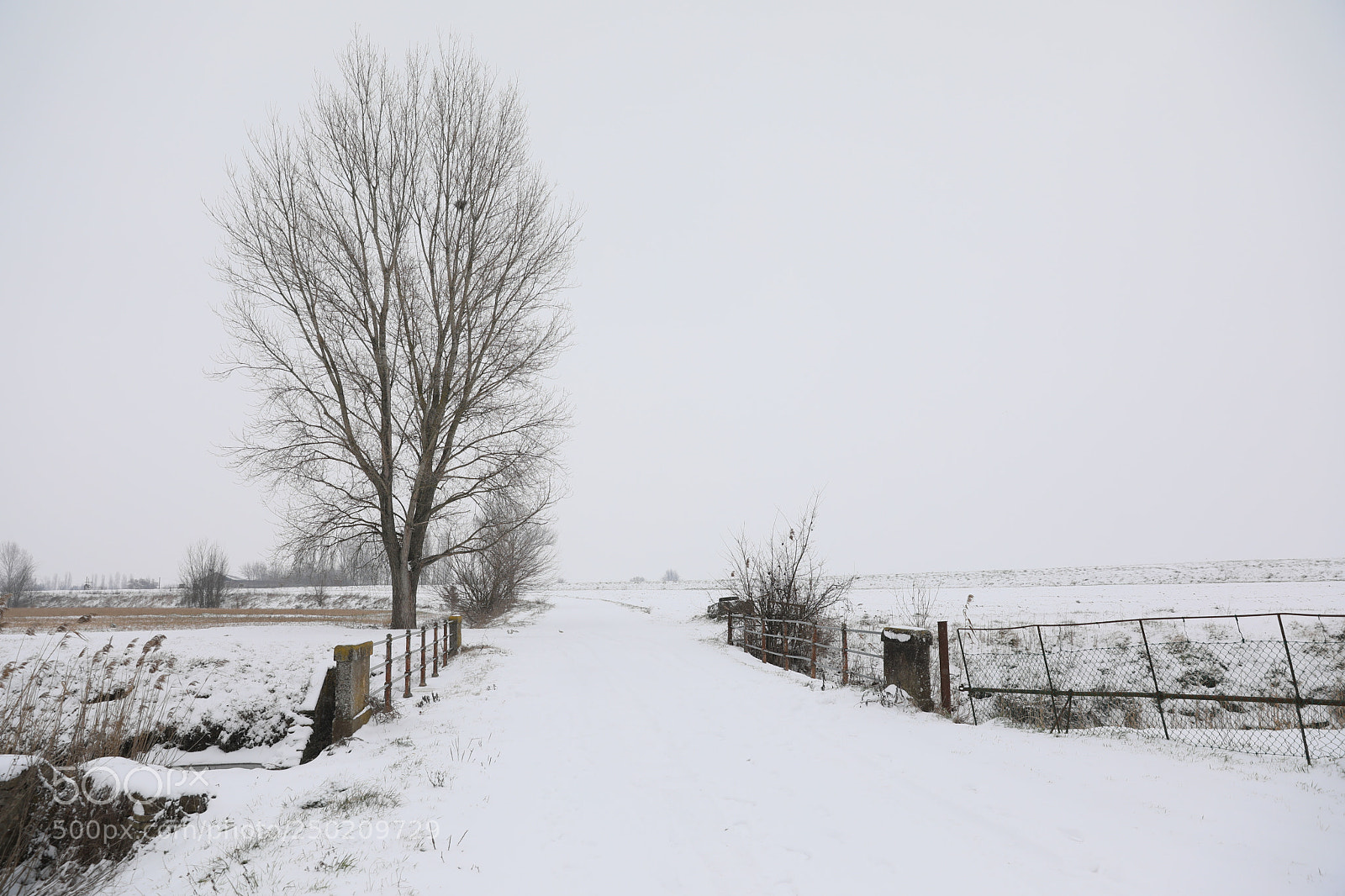 Canon EF 24-70mm F2.8L II USM sample photo. Snow photography