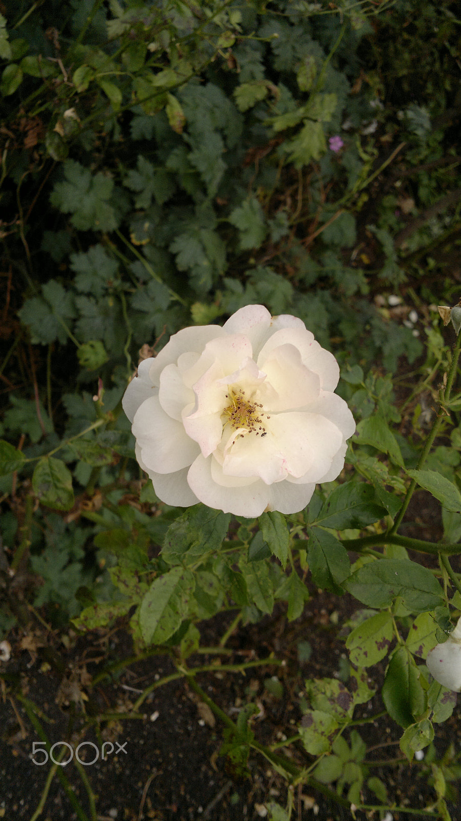 Nokia N8-00 sample photo. Flower photography